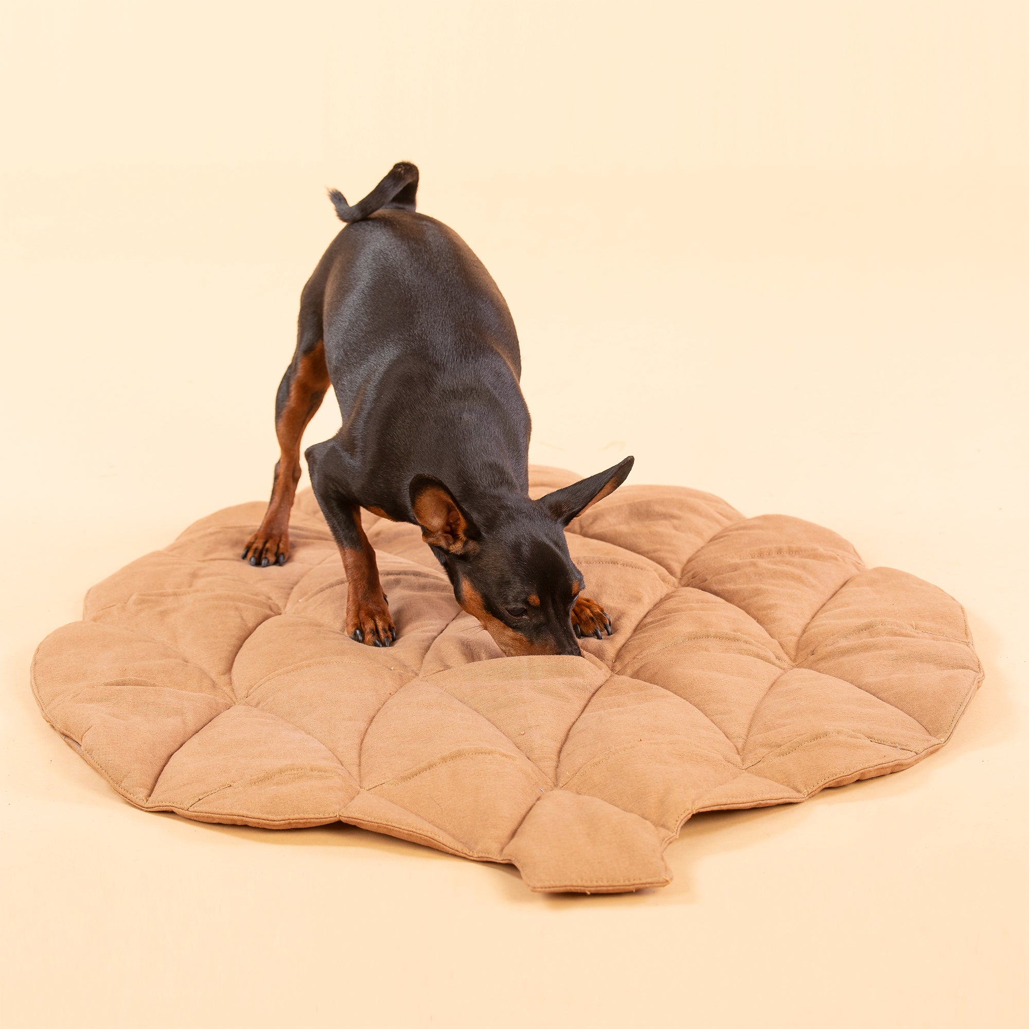 Paikka-Pine-Cone-Schnüffelmatte-Spielmatte-Schnüffelteppich-Aktion