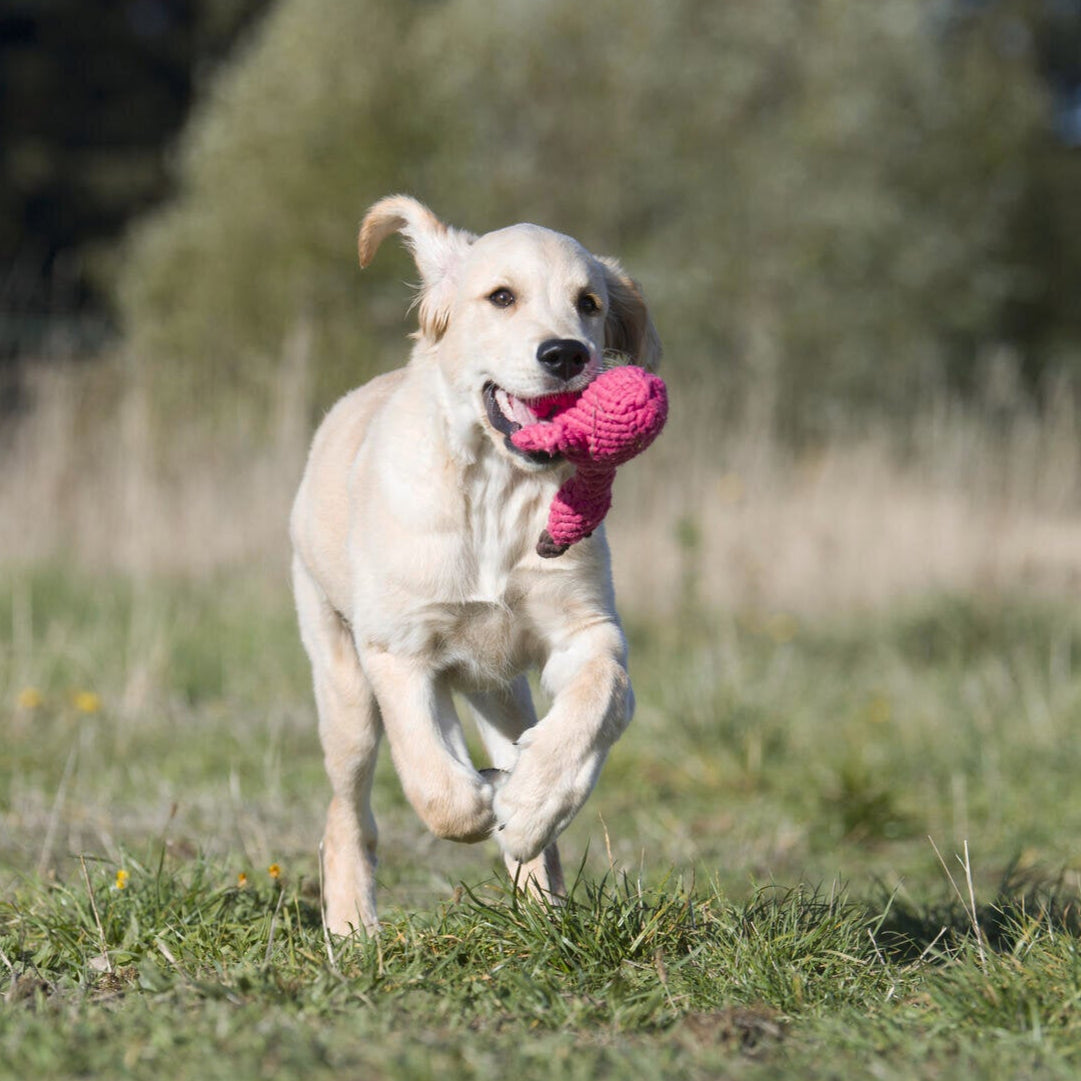 Hundespielzeug Franzi Flamingo