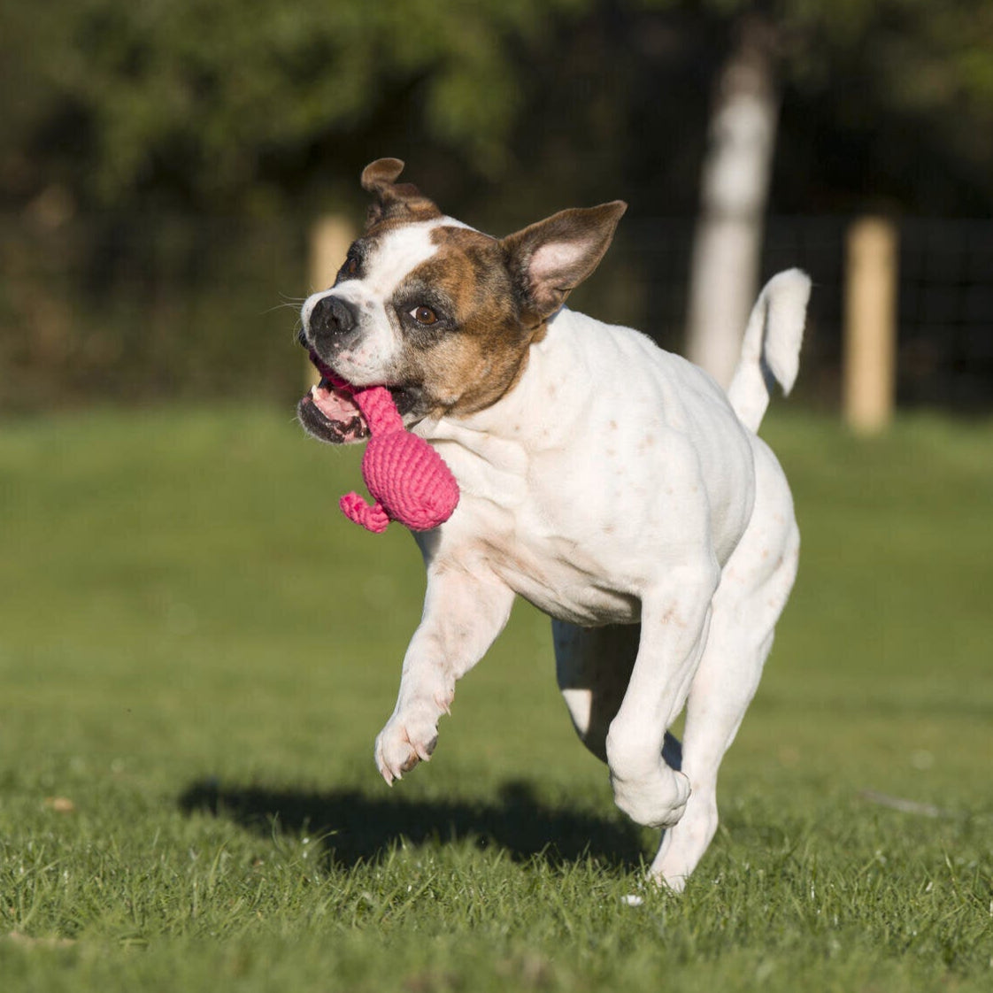 Hundespielzeug Franzi Flamingo