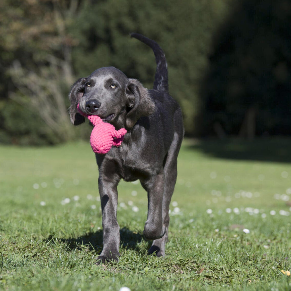 Hundespielzeug Franzi Flamingo