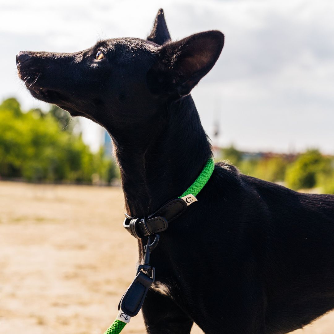 Hundehalsband Mauerpark Gras