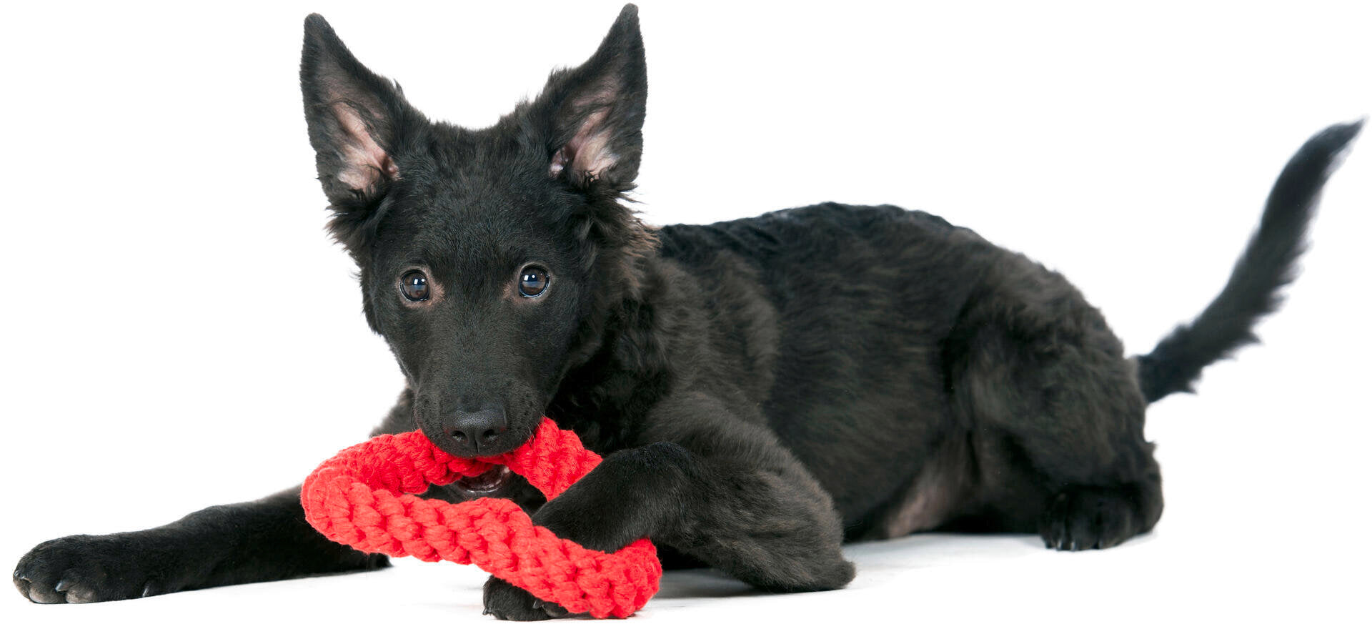 Laboni-Hundespielzeug-Hertha-Heart-Herz-Welpe