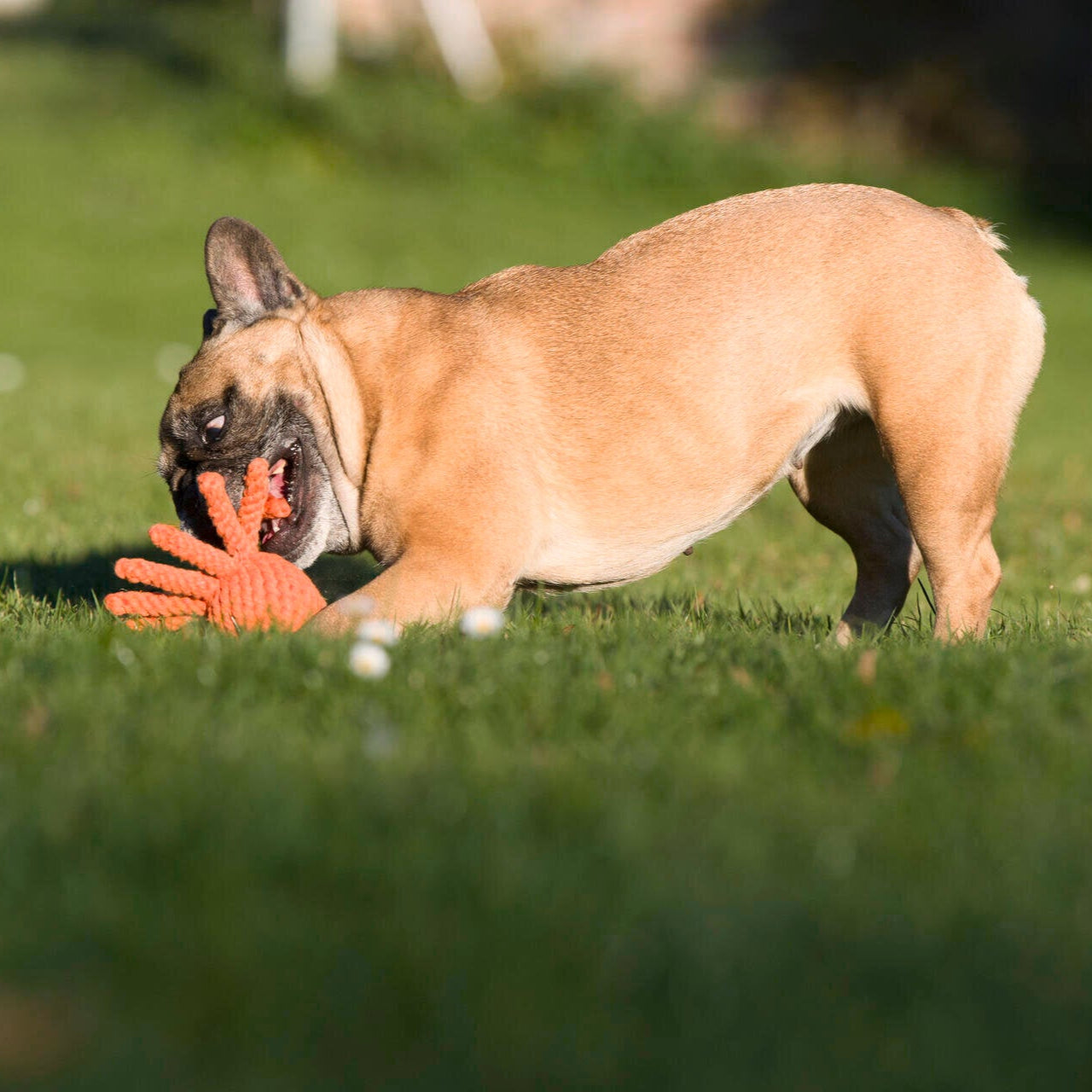 Hundespielzeug Thaddäus Tintenfisch