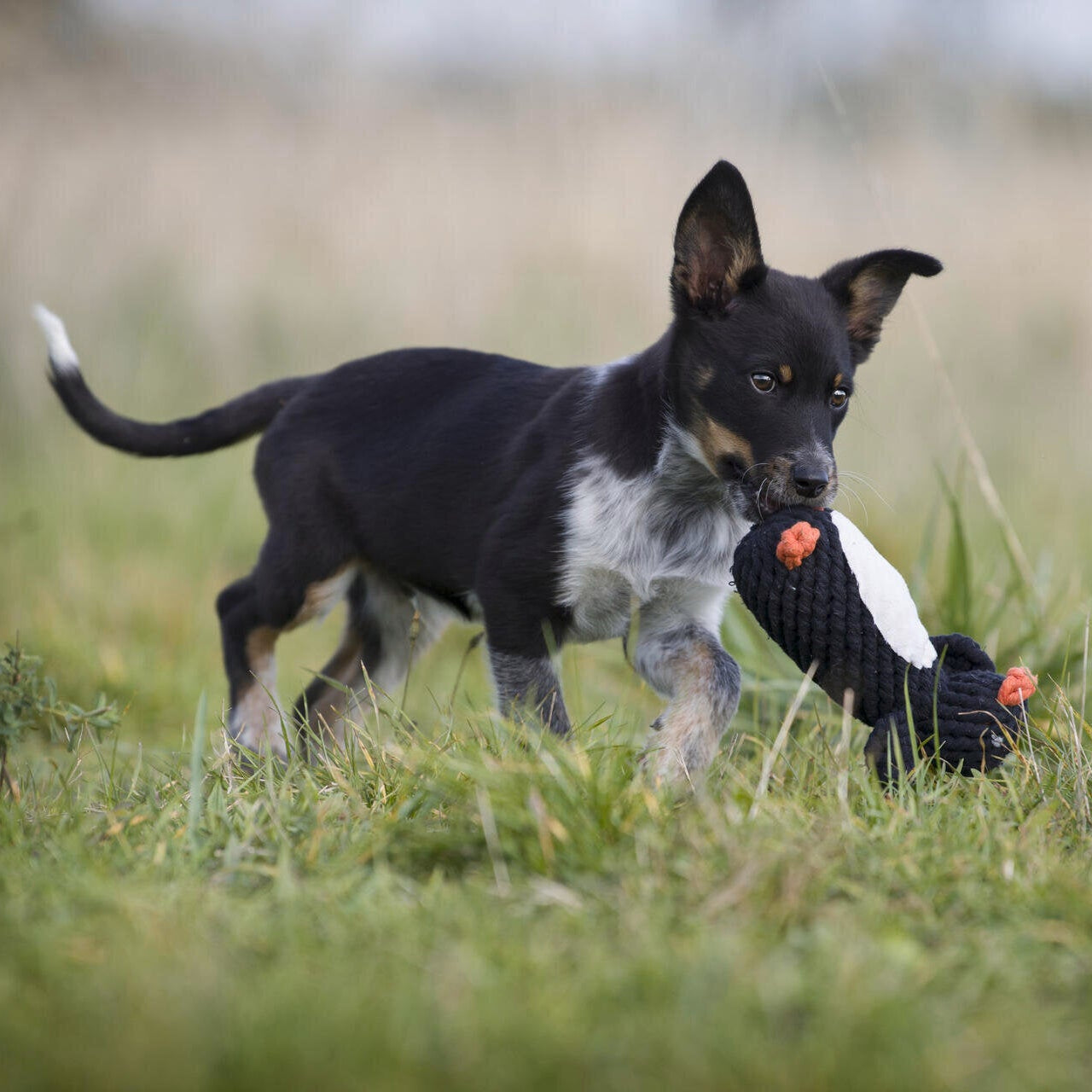 Laboni-Hundespielzeug-Poldi-Pinguin-Hund