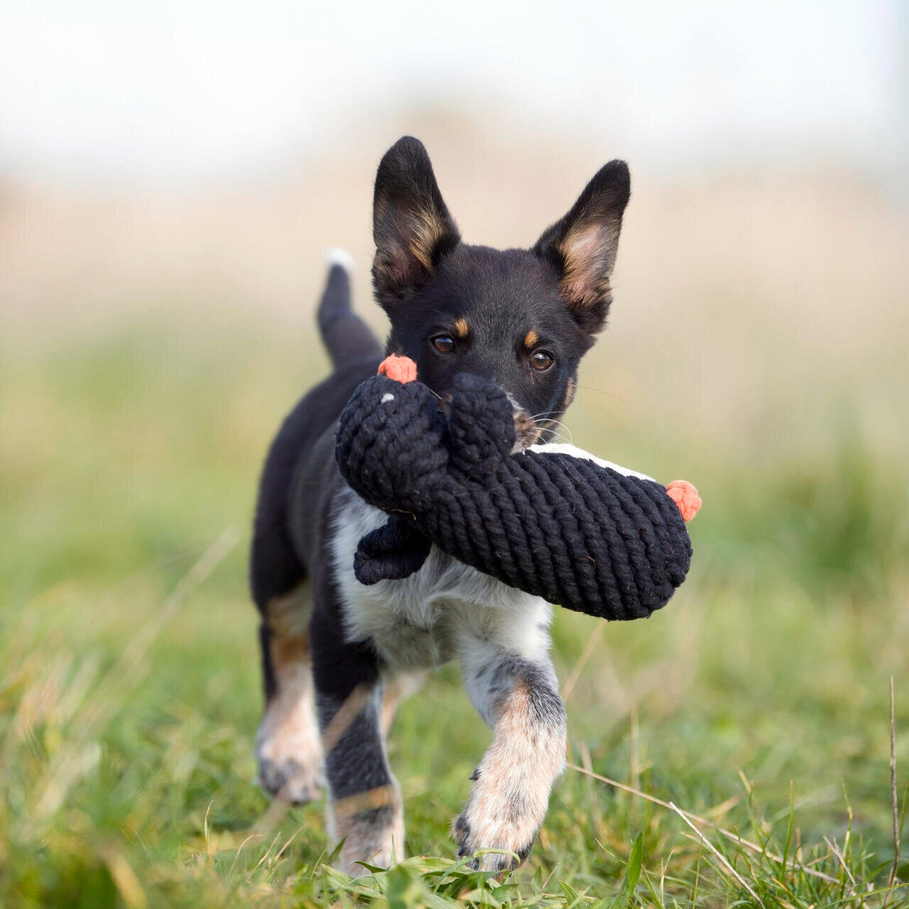 Laboni-Hundespielzeug-Poldi-Pinguin-Hund-Spiel