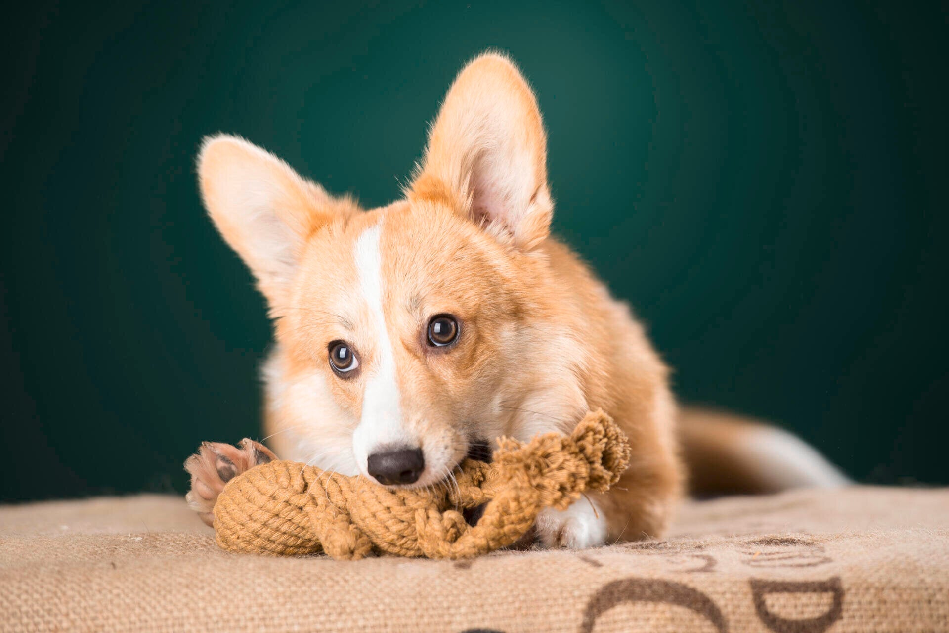 Hundespielzeug-Laboni-Tauspielzeug-Heinrich-Hase-Hund