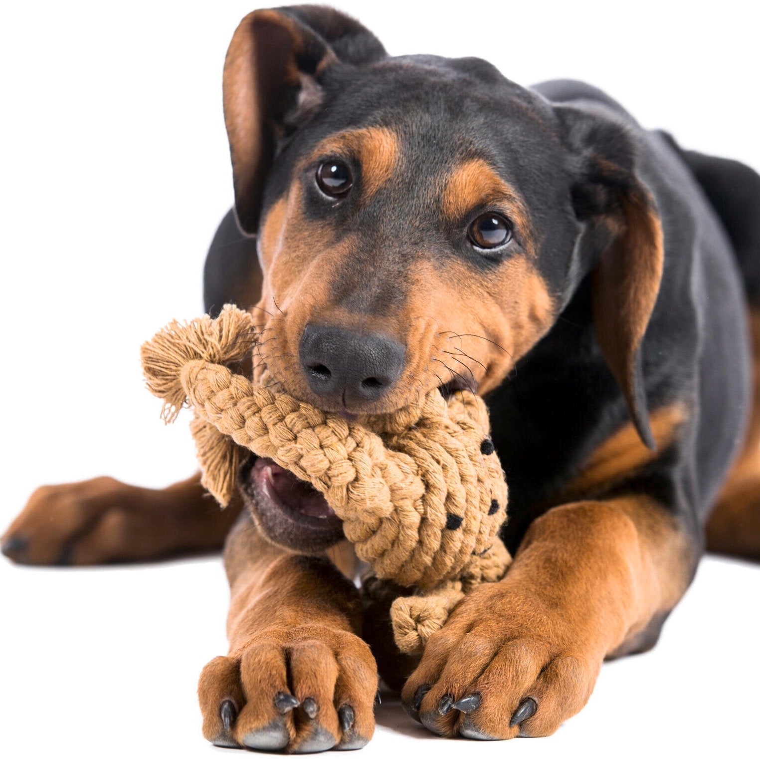 Hundespielzeug-Laboni-Tauspielzeug-Heinrich-Hase-Hund2