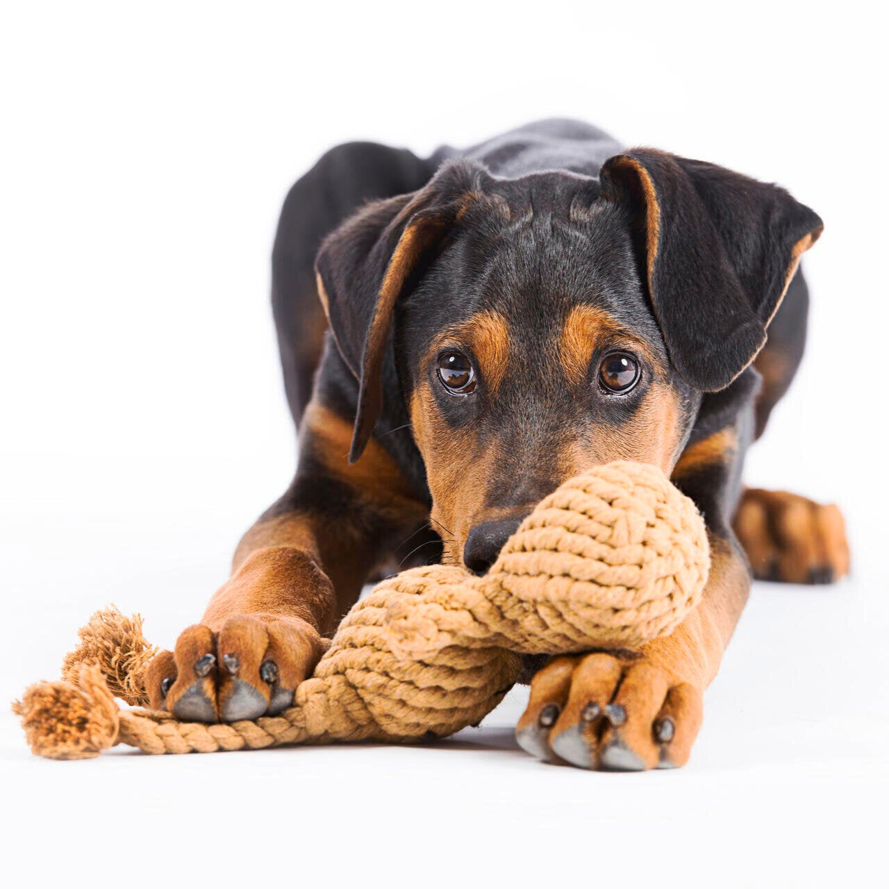 Hundespielzeug-Laboni-Tauspielzeug-Heinrich-Hase-Hund3