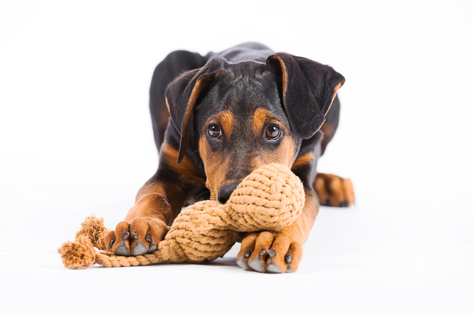 Hundespielzeug-Laboni-Tauspielzeug-Heinrich-Hase-Hund3