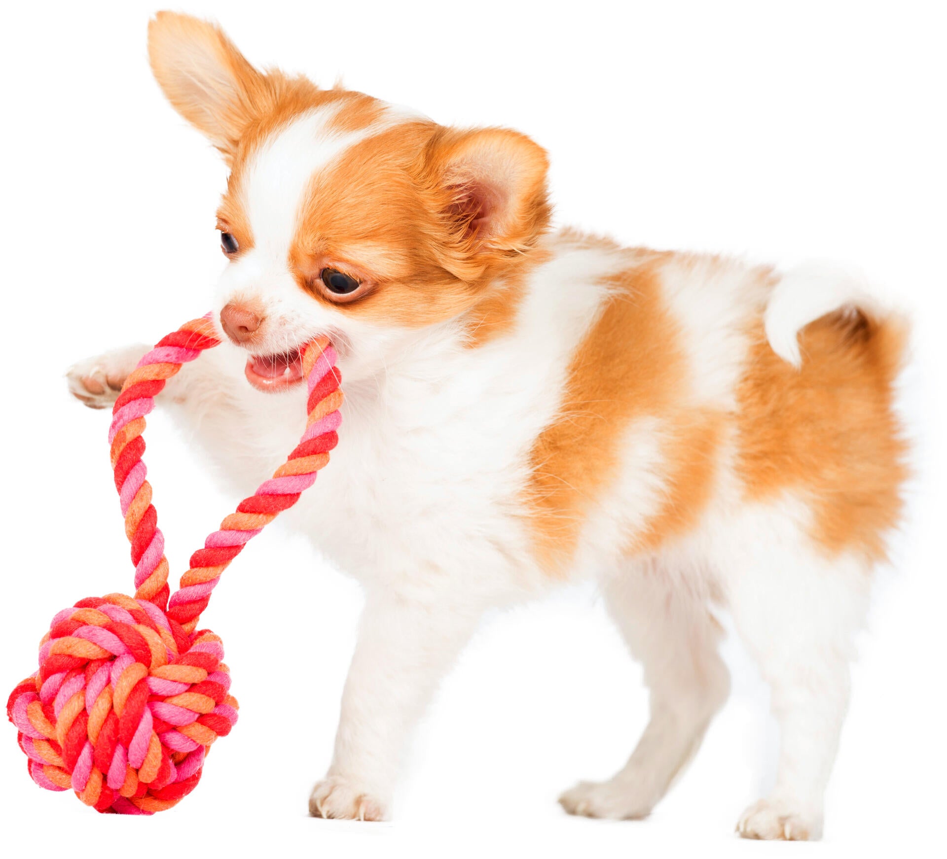 Laboni-Hundespielzeug-Schleuderball-Tauspielzeug-Pink-Orange-Mini