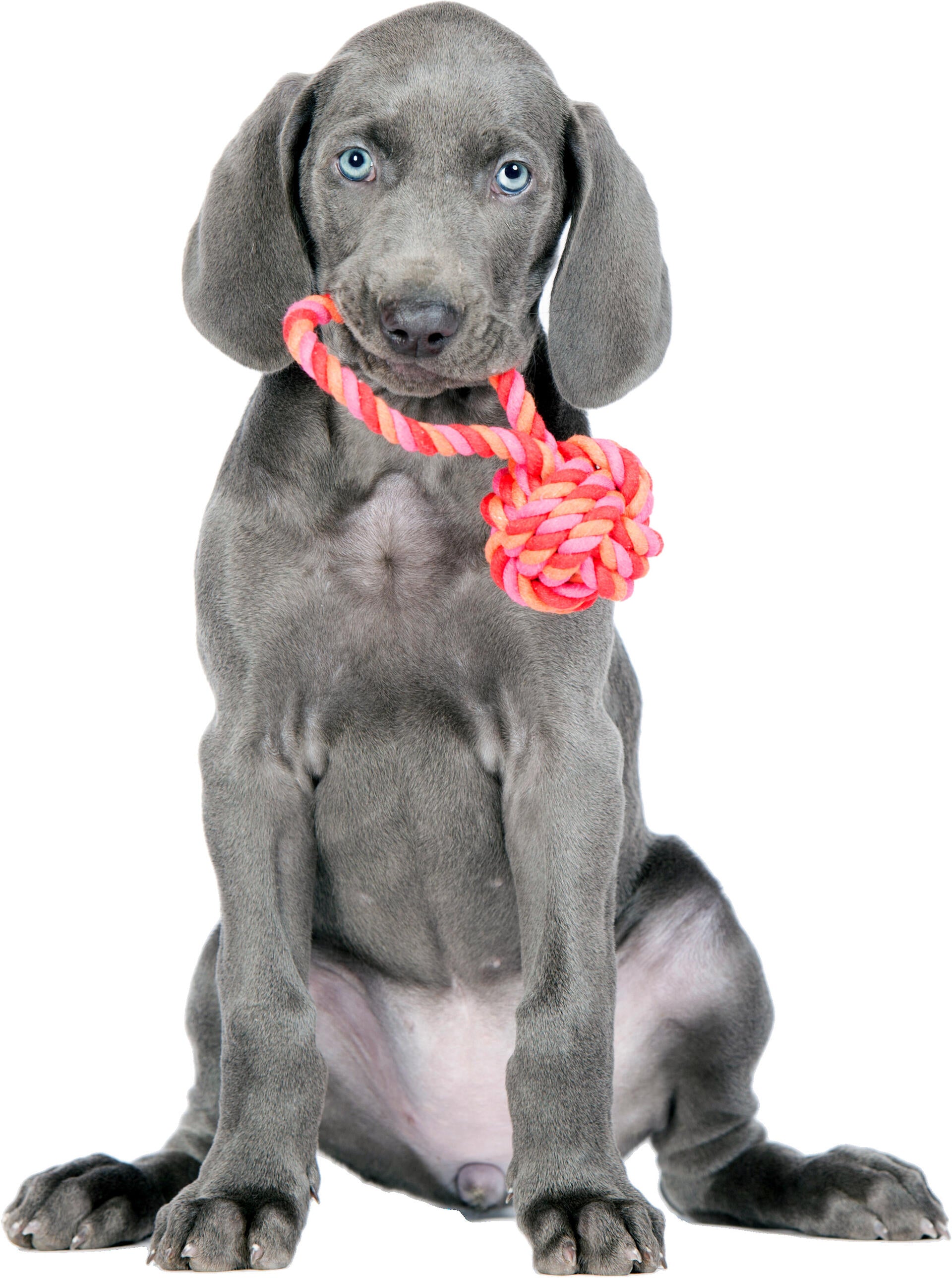 Laboni-Hundespielzeug-Schleuderball-Tauspielzeug-Pink-Orange-Hund3