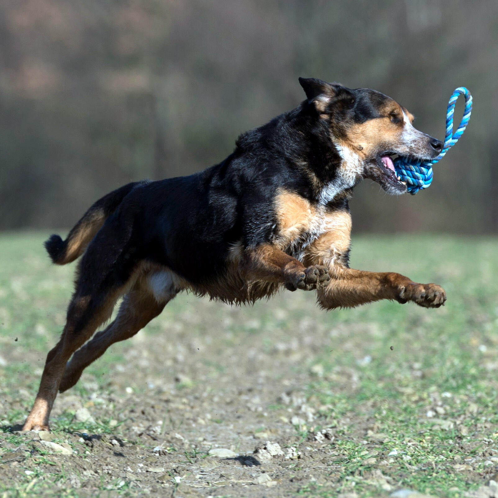 Laboni-Hundespielzeug-Tauspielzeug-Schleuderball-Türkis-Blau-Hund