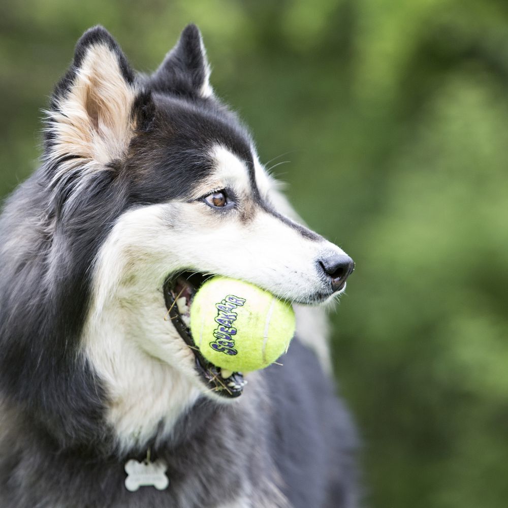 Kong-Squeakair-Dog-Tennis-Ball-Mood