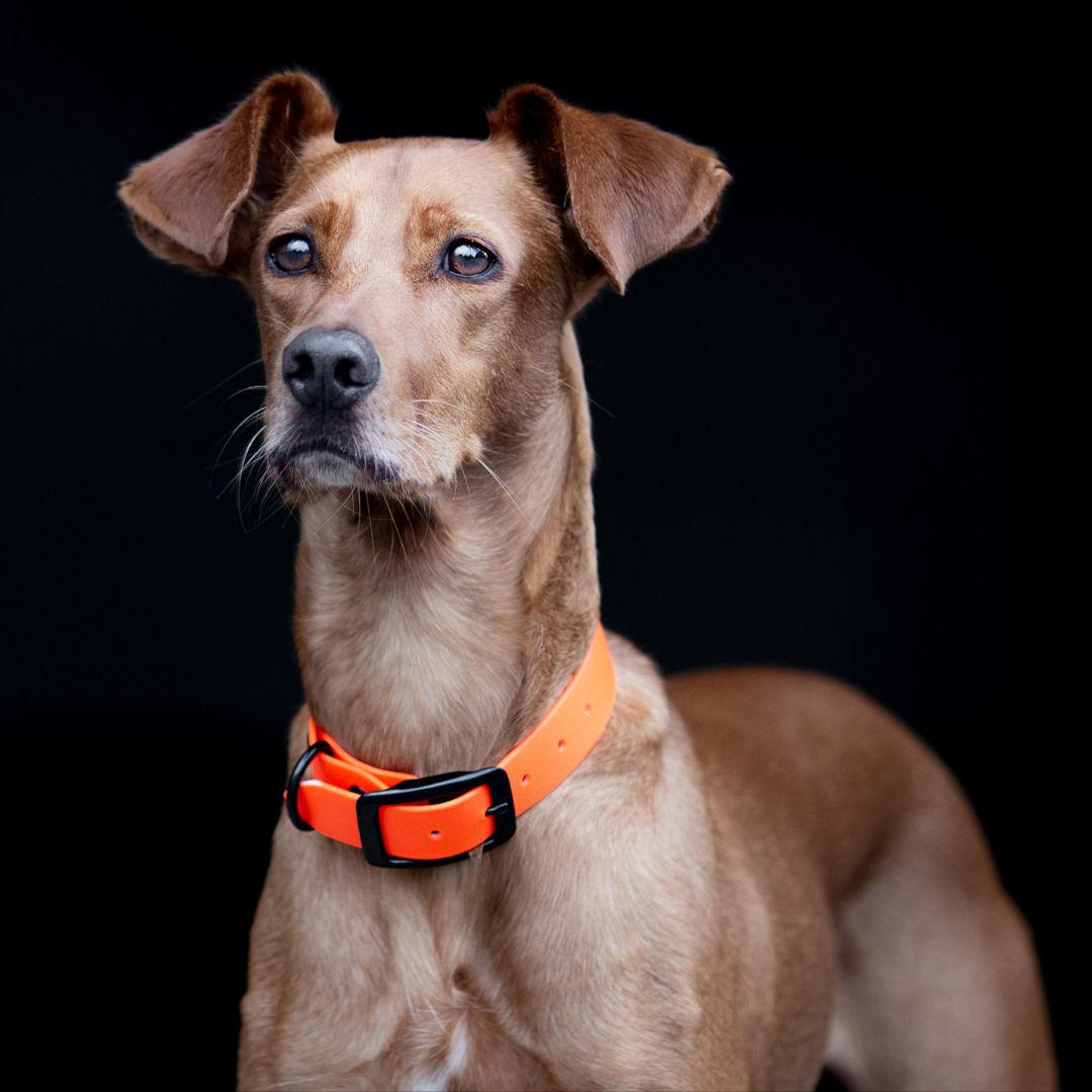 Hundehalsband-Neo-BioThane-Neon-Orange-Mood