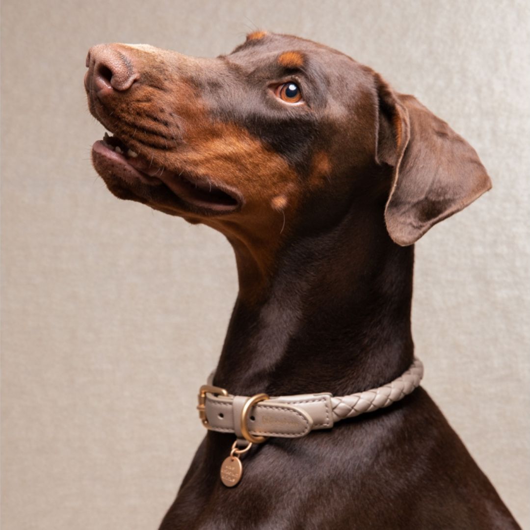2.8-duepuntootto-Hundehalsband-FERDINANDO-Collar-Lazy-Taupe-Hund