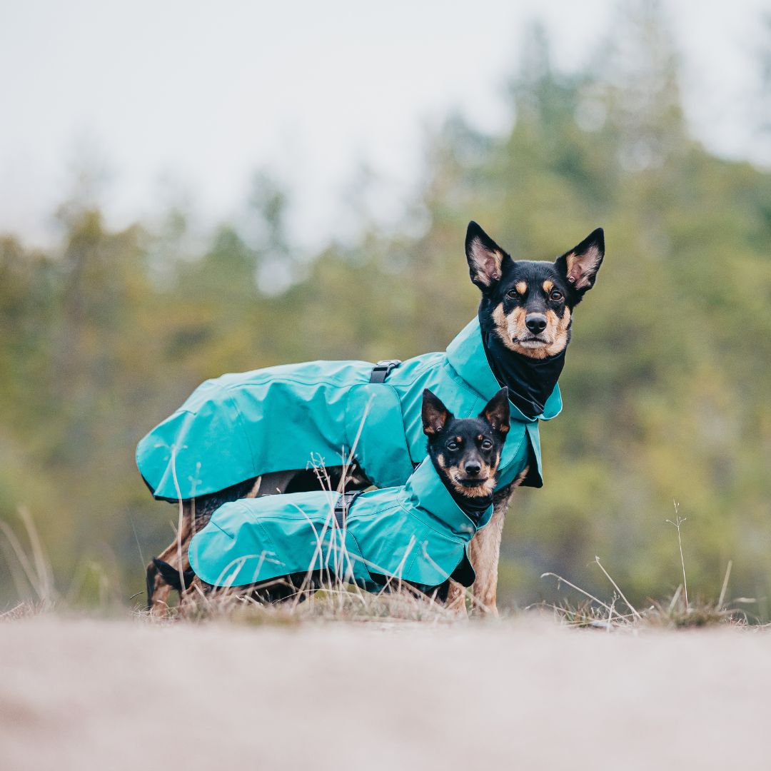 Paikka-vollreflektierender-Hundewintermantel-Emerald-2Hunde