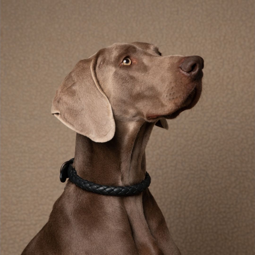 2.8-design-for-dogs-duepuntootto-Hundehalsband-Ferdinando-Shark-Hund2