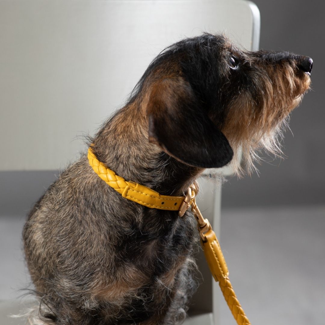 2.8-duepuntootto-hundehalsband-ferdinando-leather-collar-tuscan-yellow-Hund