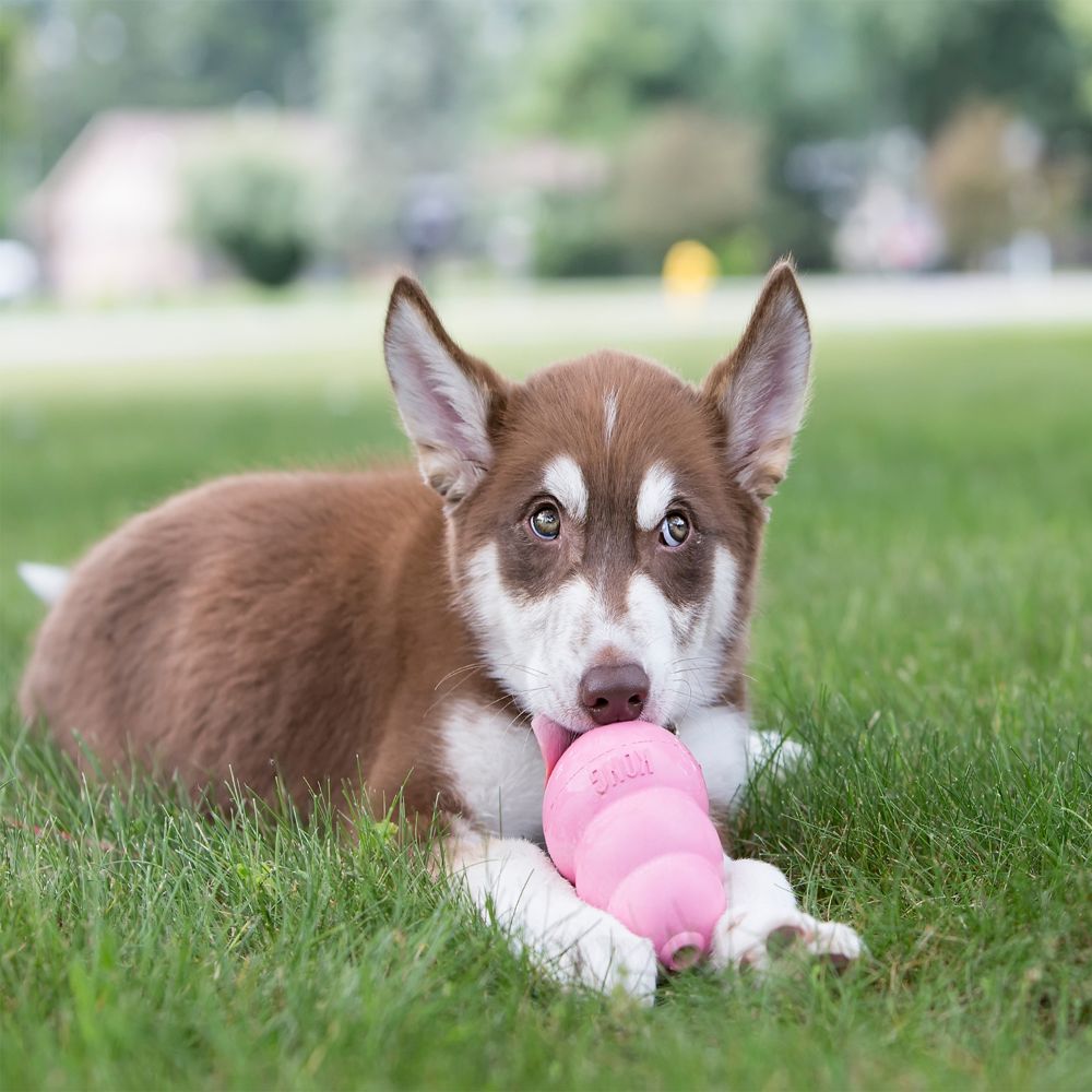 Kong-Puppy-Welpenspielzeug-Rosa-Hund