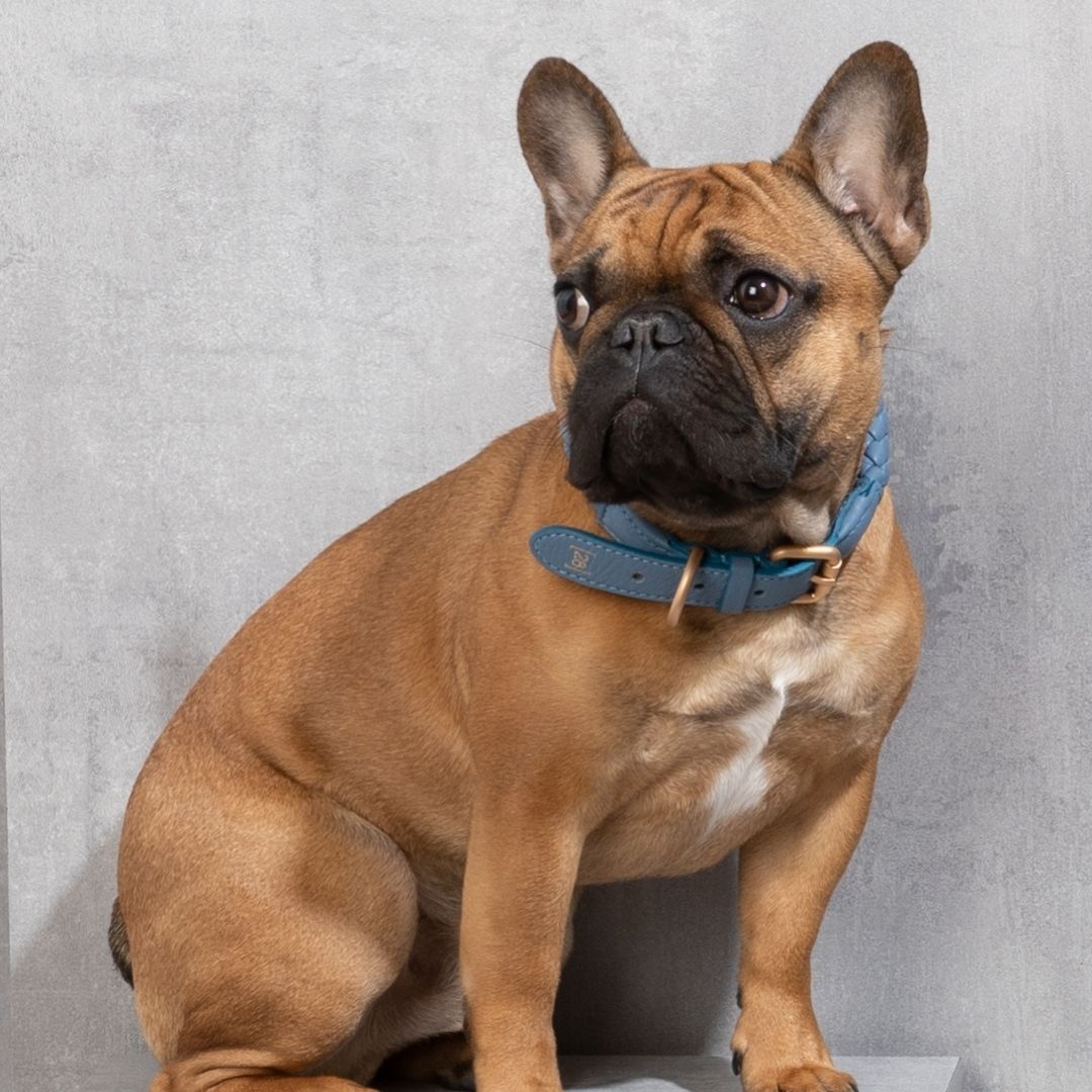 2.8-duepuntootto-ferdinando-hundehalsband-leather-collar-dusty-blue-Bulli