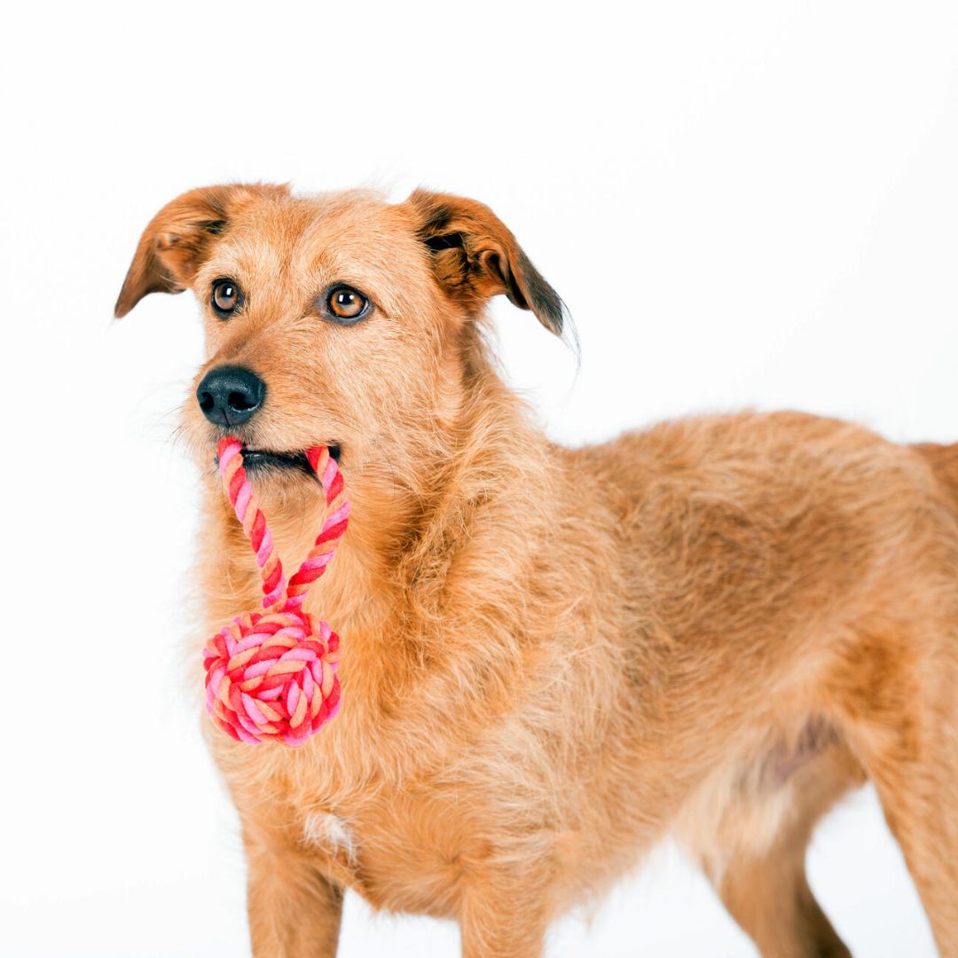 Laboni-Hundespielzeug-Schleuderball-Tauspielzeug-Pink-Orange-Hund2