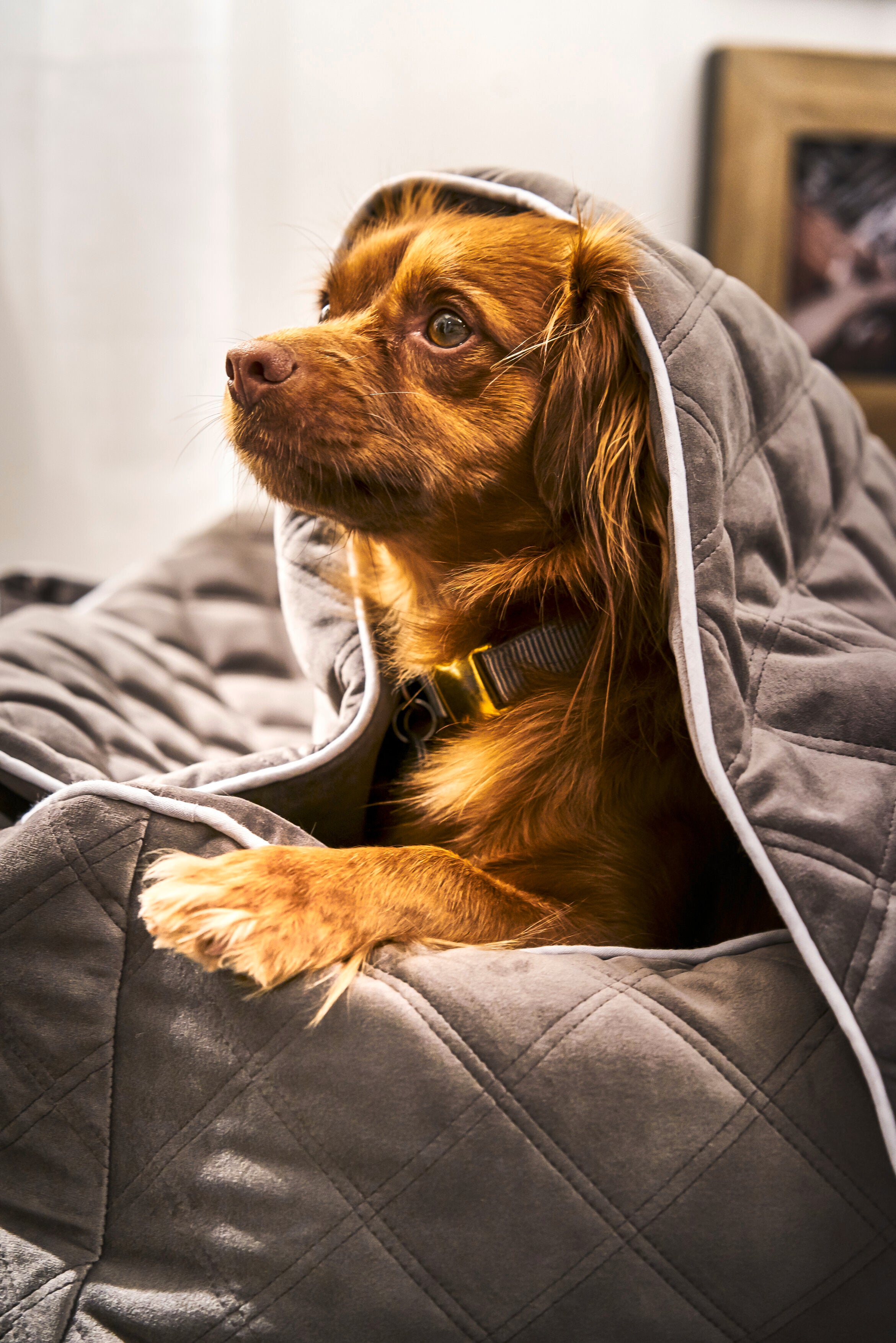 Laboni-Hundebett-Oxford-Stone-Bett-Decke