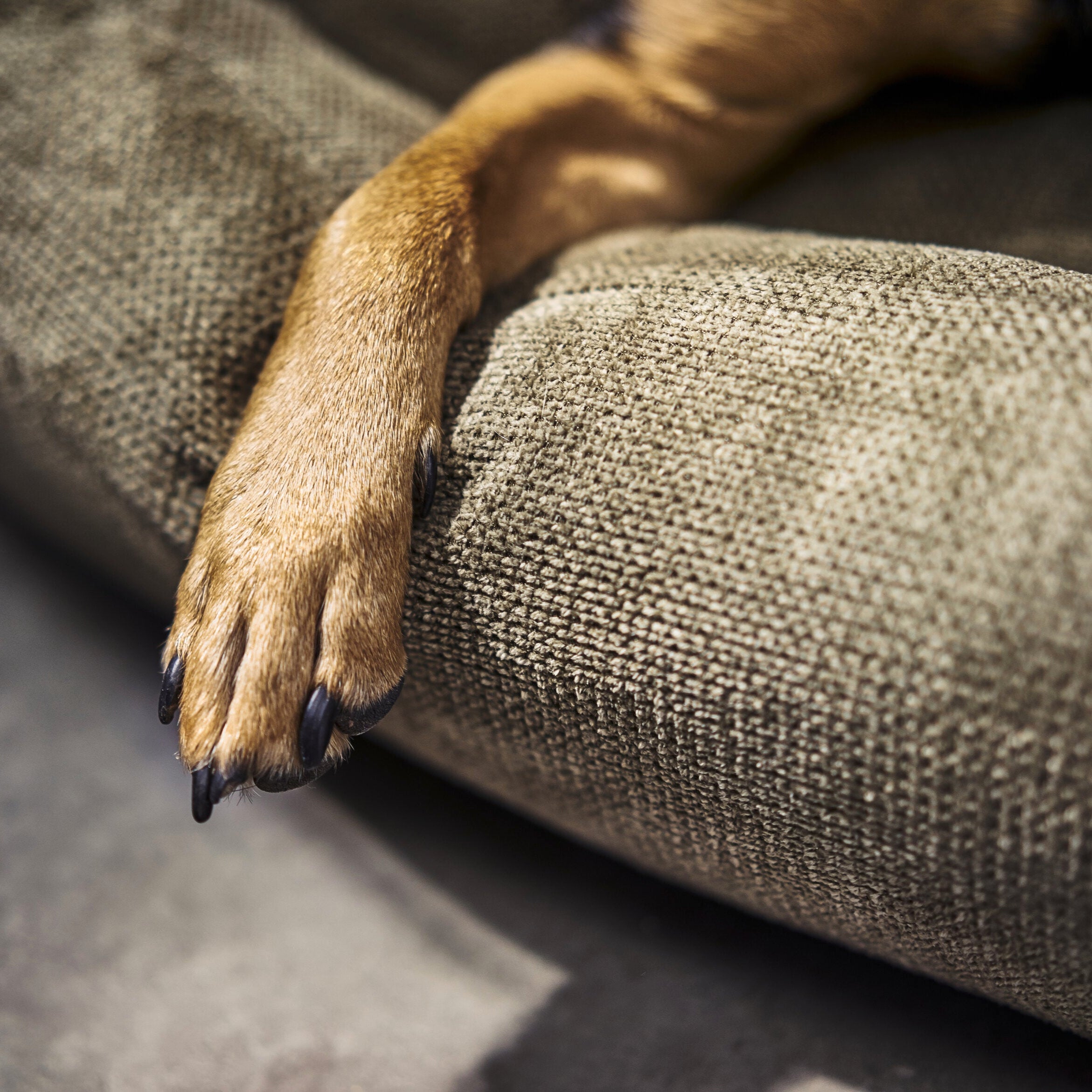 Laboni-Classic-Hundebett-Tudor-Olive-Detail-Stoff