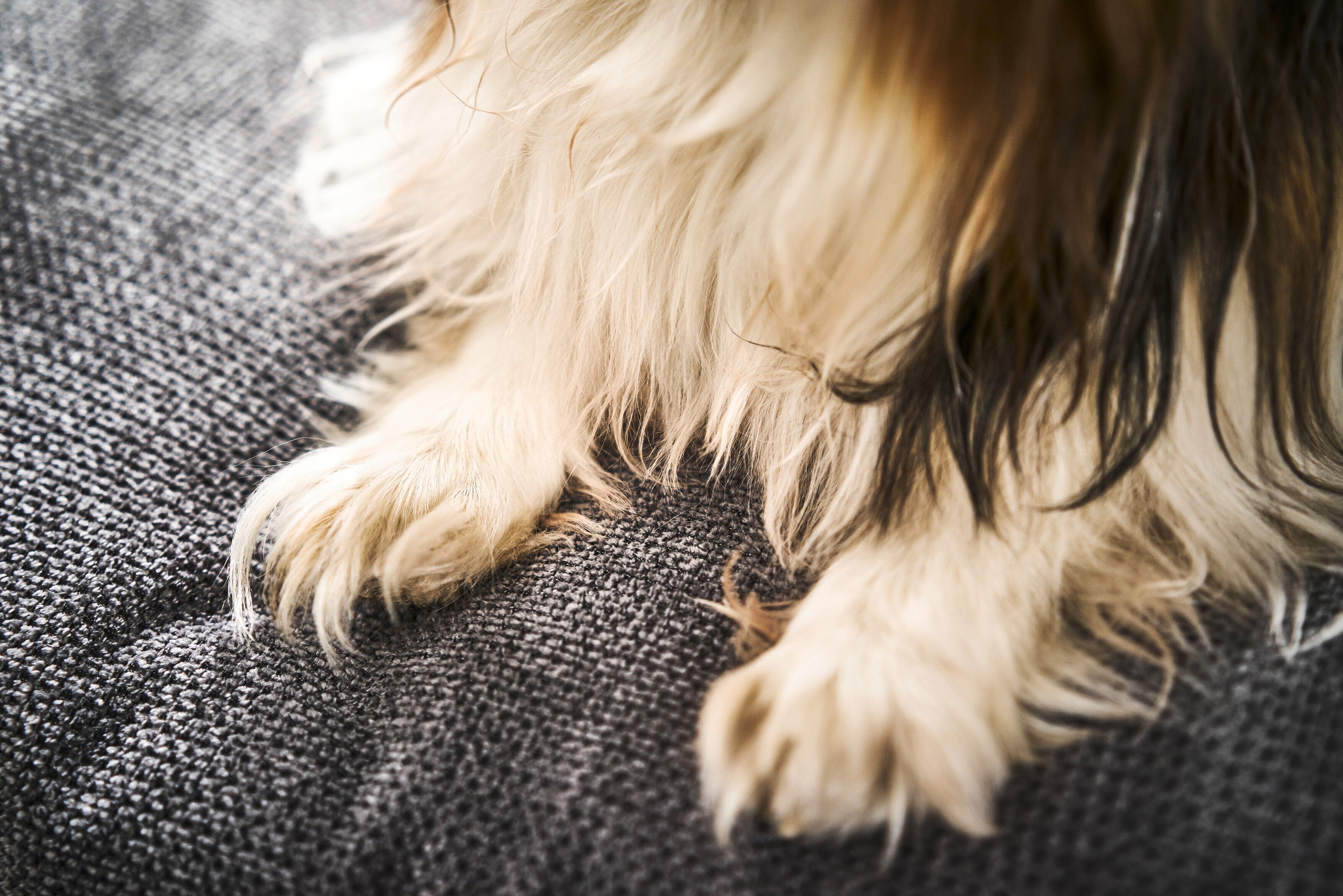 Laboni-Classic-Hundebett-Tudor-Anthrazit-Detail