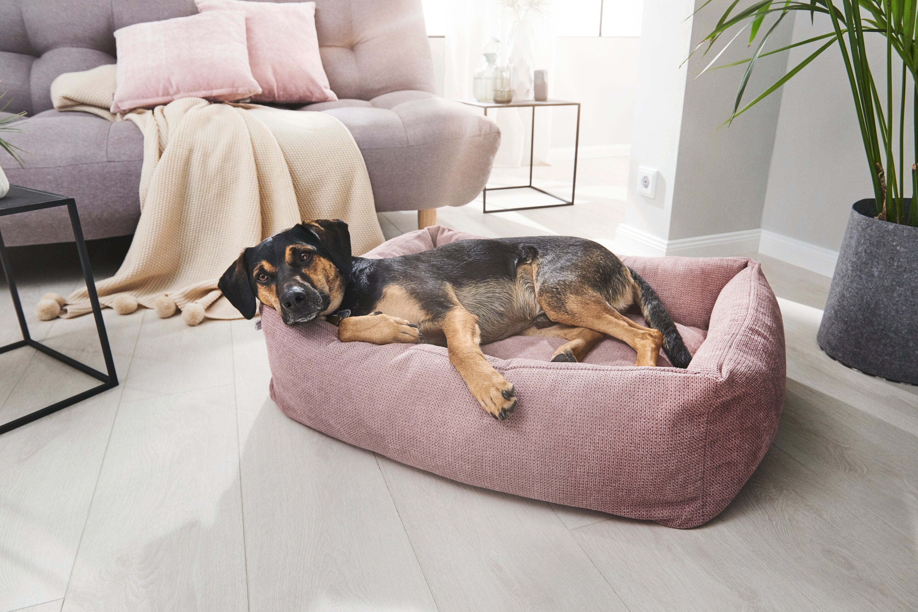 Laboni-Classic-Hundebett-Tudor--Hund