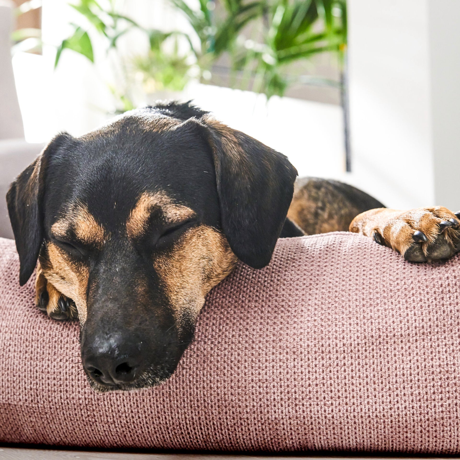 Best For Pets Orthopädisches Hundebett – Visco Kaltschaum Matte Für Gelenke, Verschiedene Größen (M, Rosa-schwarz)