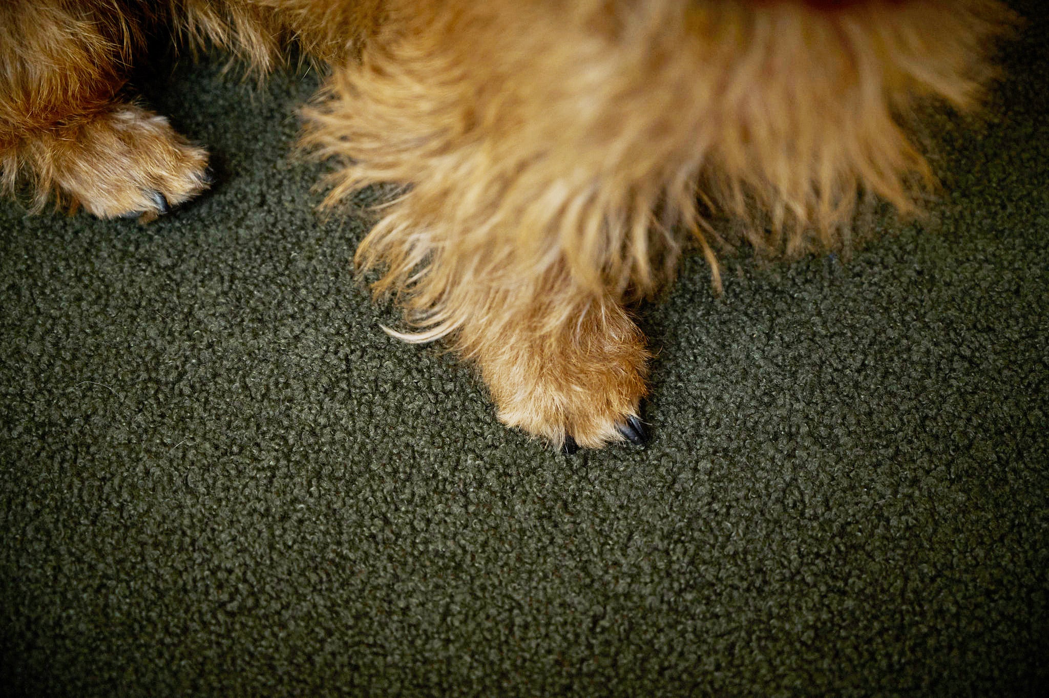 Laboni-Classic-Hundebett-Teddy-Green-Detail