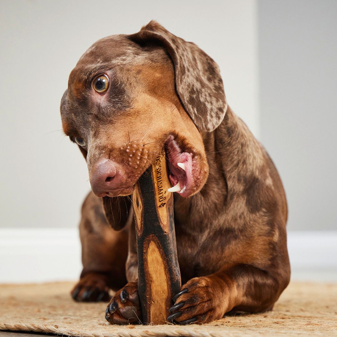 Wolters-Olivi-Stick-Hundespielzeug-Kauspielzeug