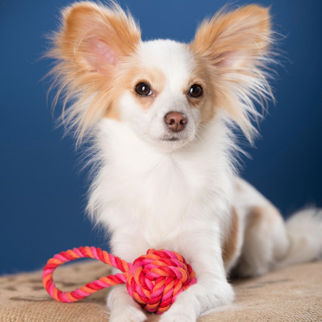 Laboni-Hundespielzeug-Schleuderball-Tauspielzeug-Pink-Orange-Mood