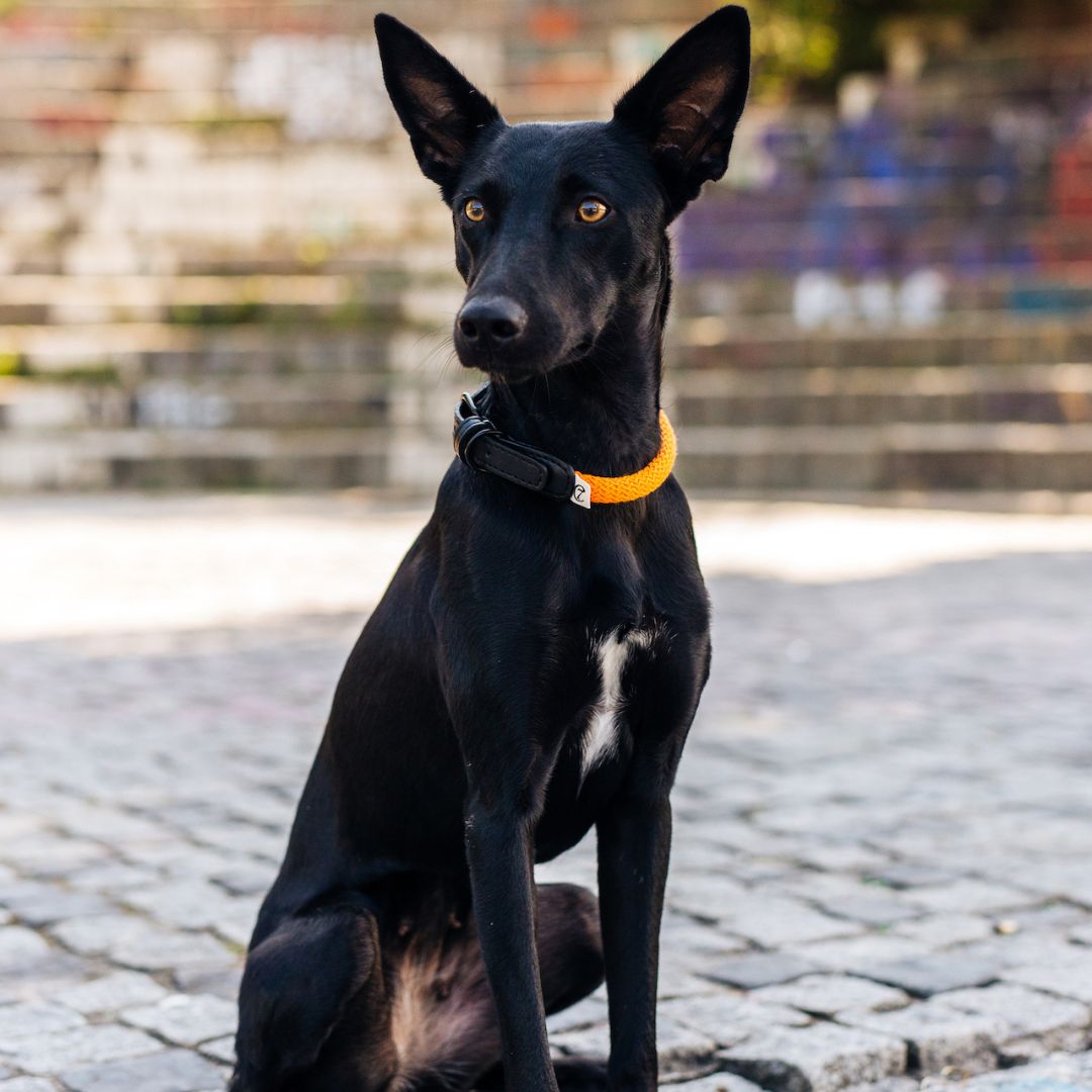 Hundehalsband Mauerpark Orange