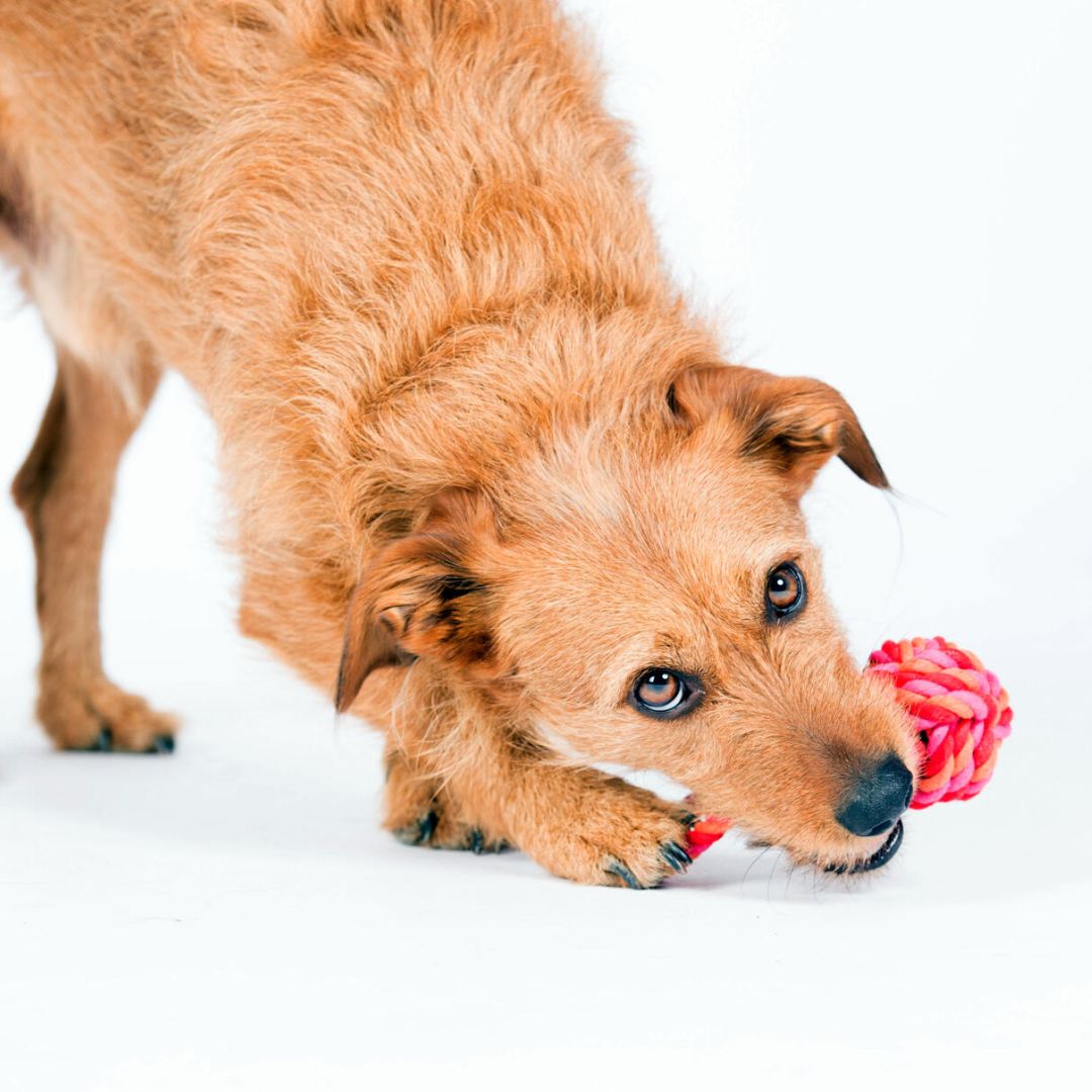 Laboni-Hundespielzeug-Schleuderball-Tauspielzeug-Pink-Orange-Hund5