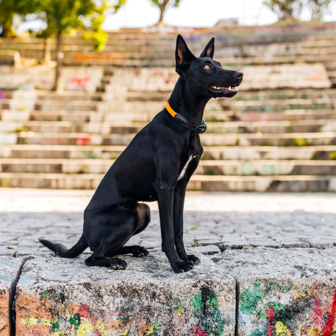 Hundehalsband Mauerpark Orange