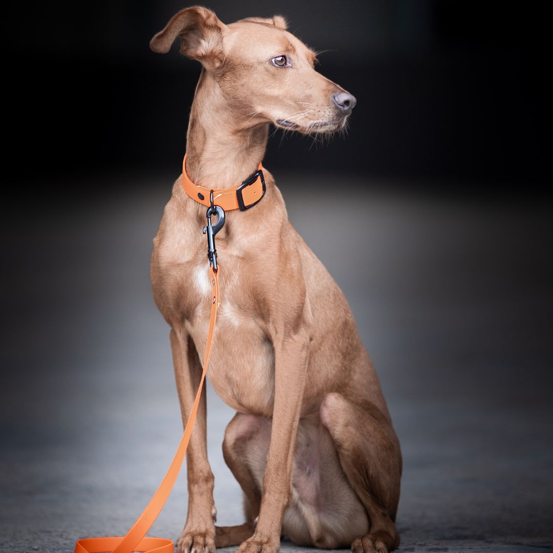 Cityleine-Neo-BioThane-Neon-Orange-Hund