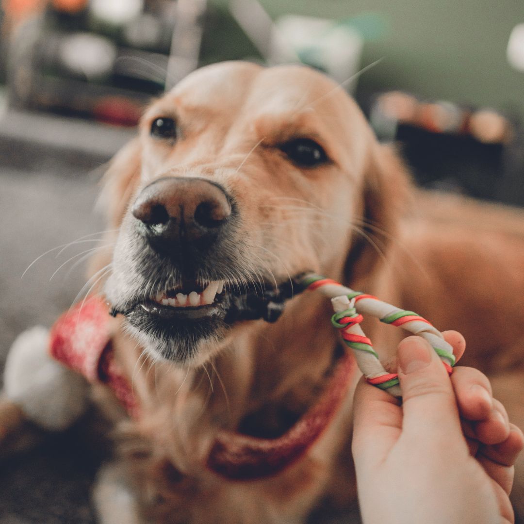 Beeztees-Kausnack-Zuckerstange-Rinderhaut-Hund