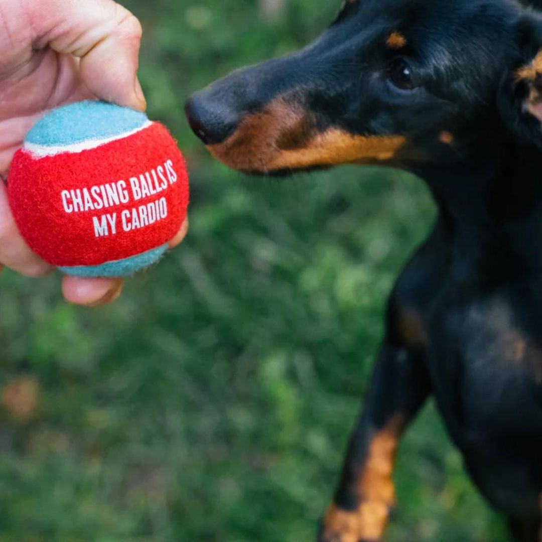 Hundespielzeug Dog Tennis Ball