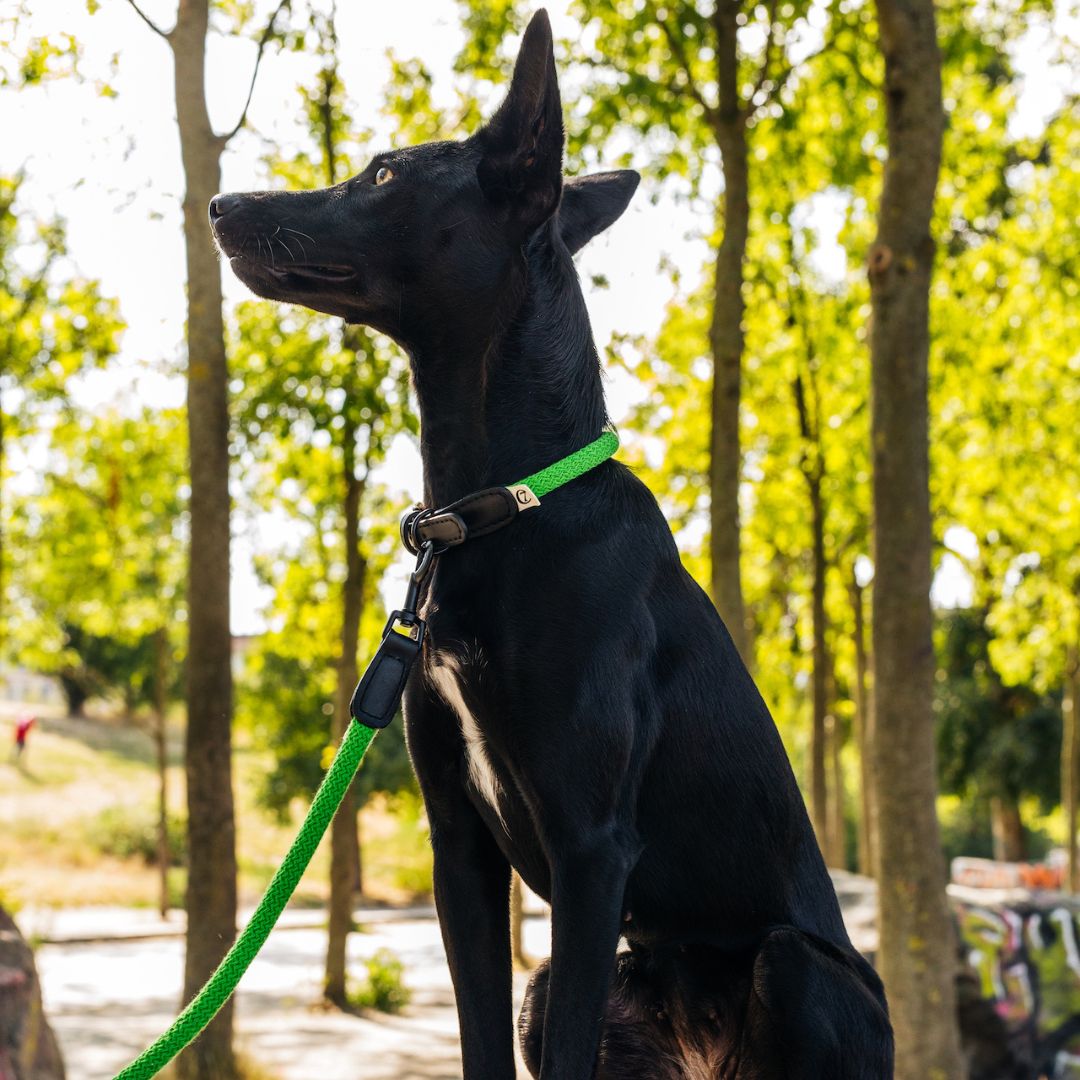 Hundehalsband Mauerpark Gras