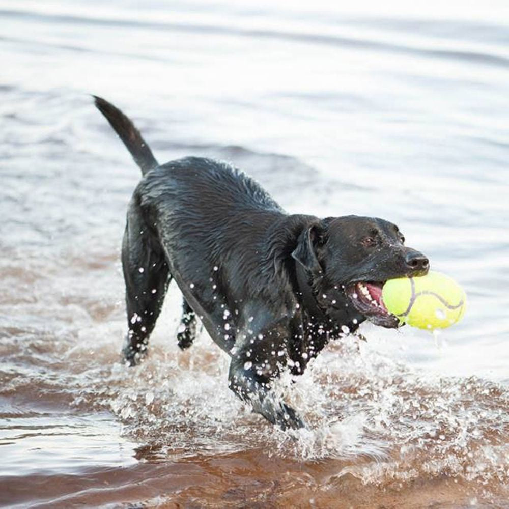 KONG AirDog Football