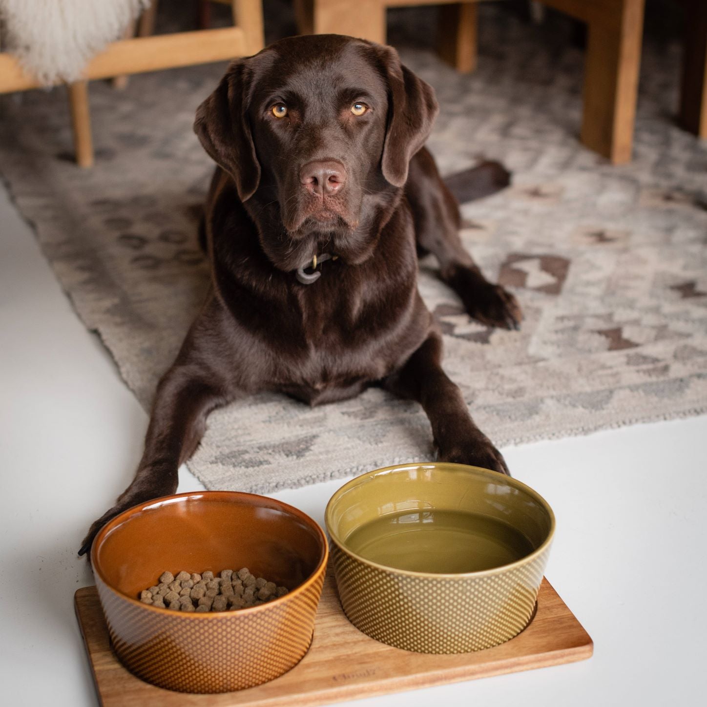 Cloud7-Dog-Bowl-Alain-Cinnamono-Avocado-Set