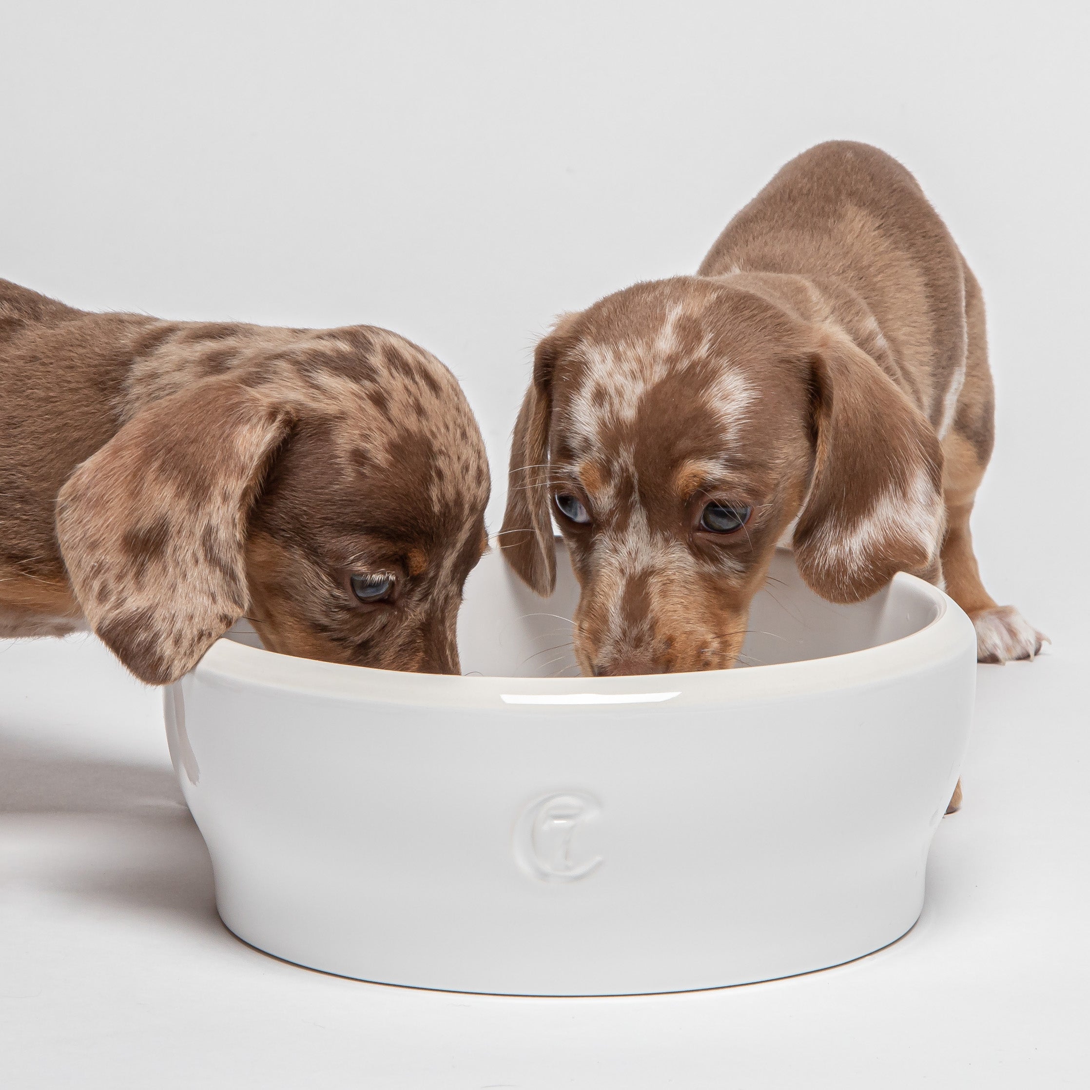 Cloud7-Dog-Bowl-Hundenapf-Jamie-White-M