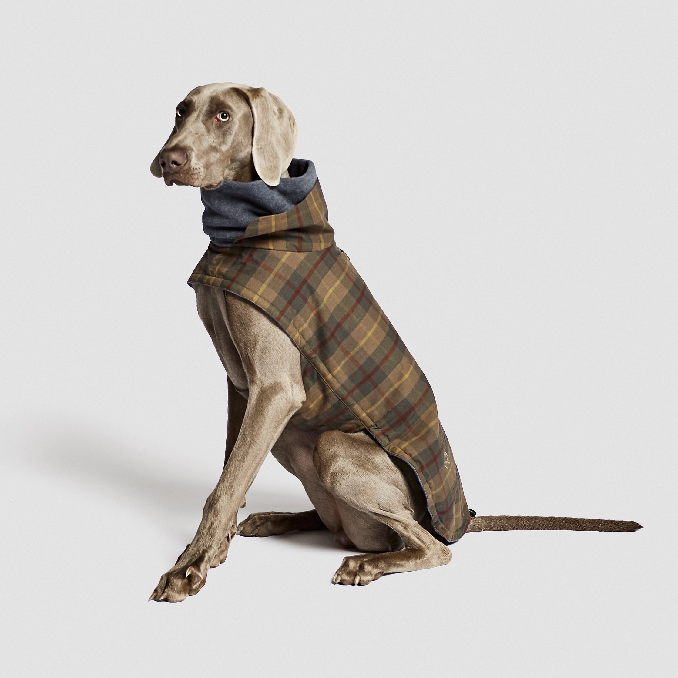 Cloud7-Hundemantel-Brooklyn-Waxed-Tartan-Hund