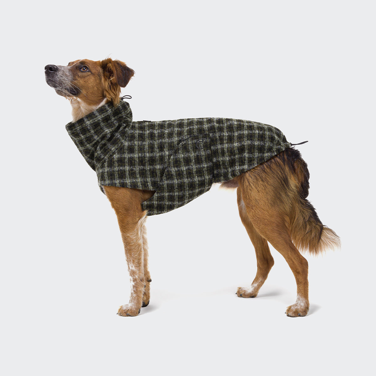 Cloud7-Hundemantel-Glasgow-Plaid-Green-Hund