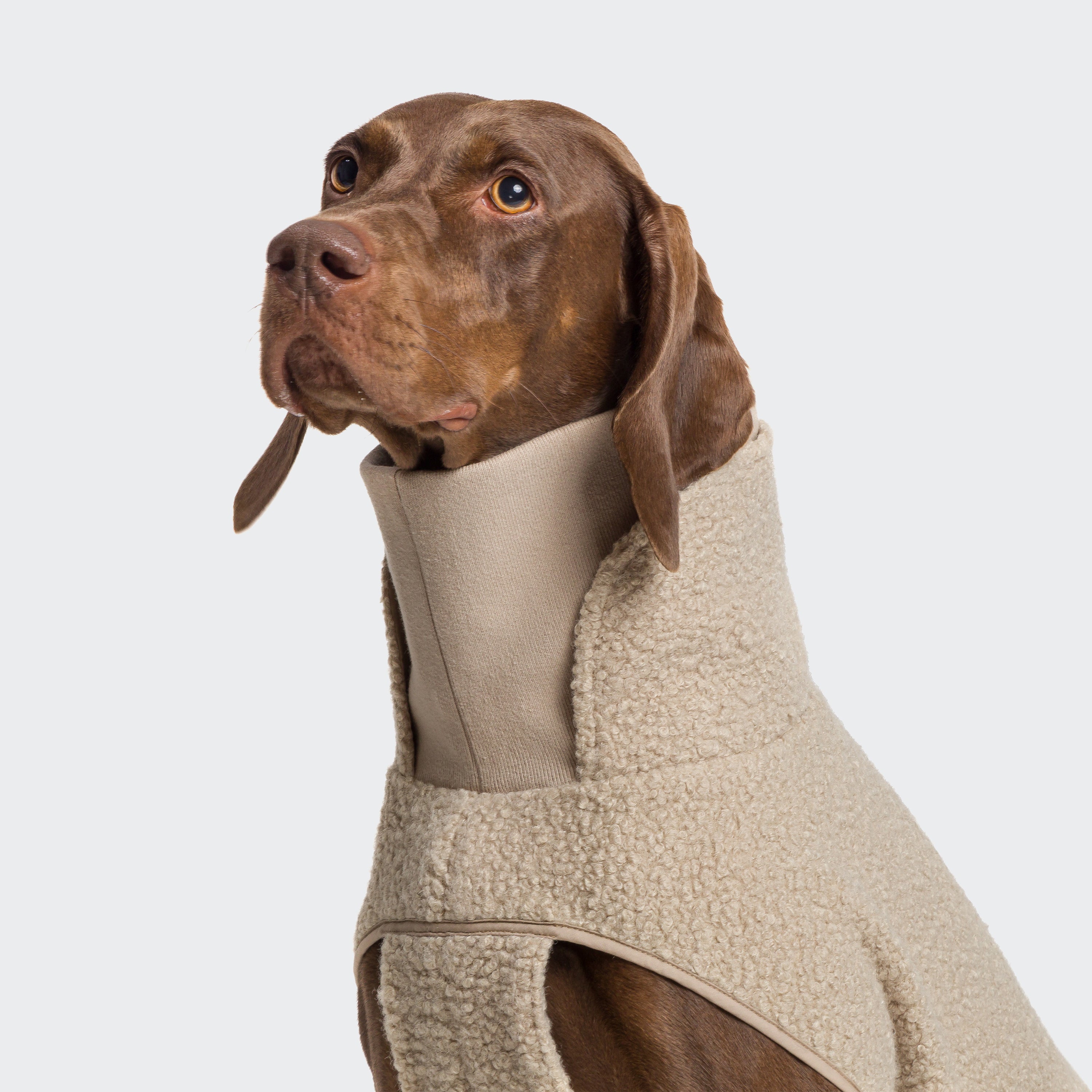 Cloud7-Hundepullover-Gotland-Beige-Hund-Kragen