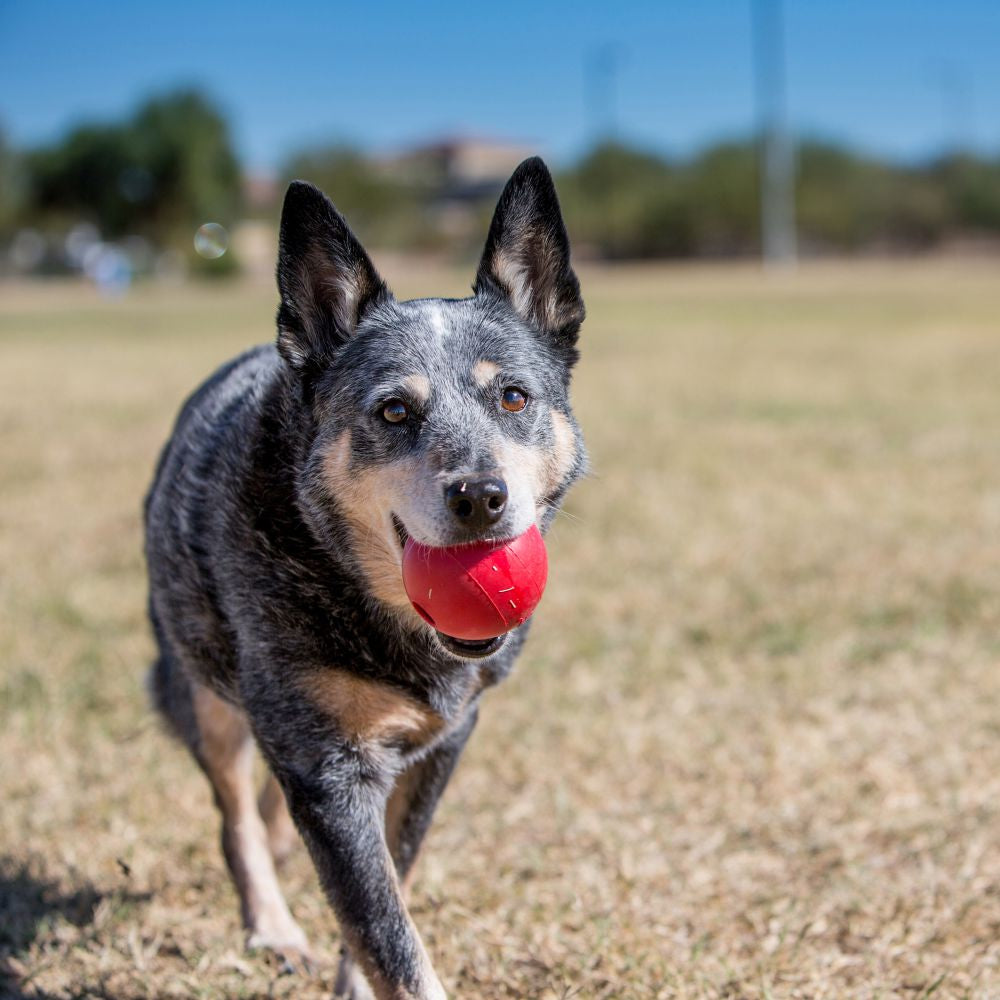 Kong-Ball-Rot-Hund