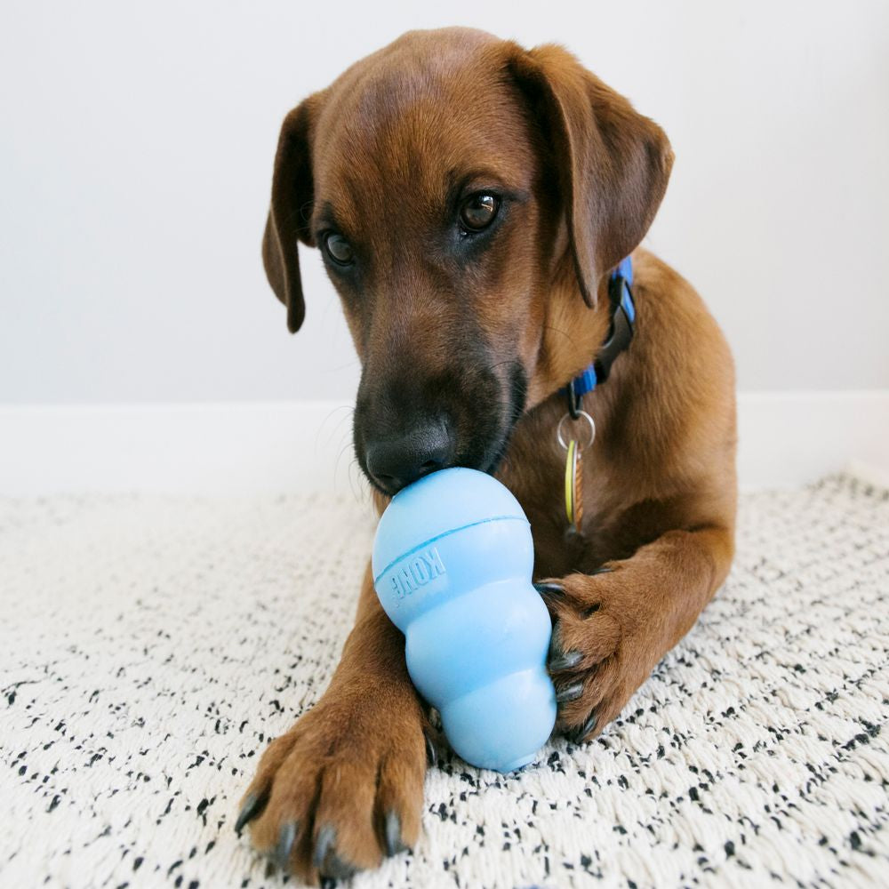 Kong-Puppy-Welpenspielzeug-Hellblau-Hund