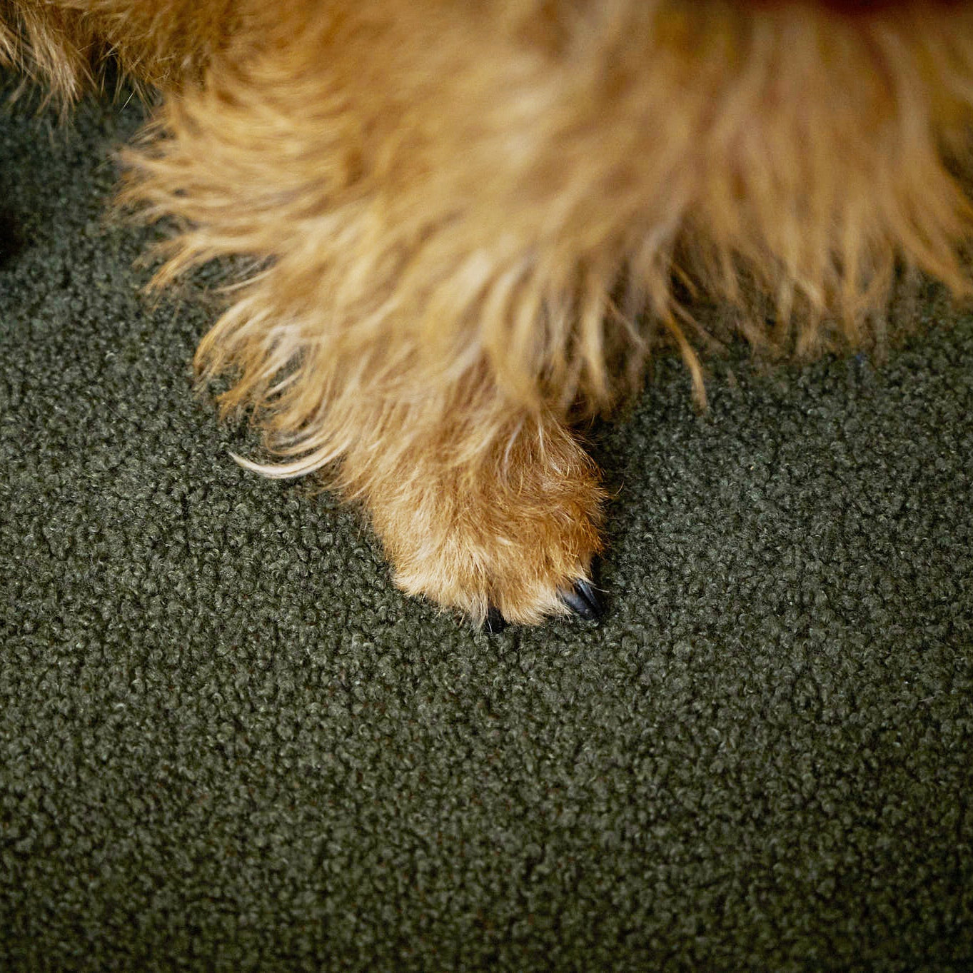 Laboni-Hundebett-Teddy-Boucle-Green-Detail
