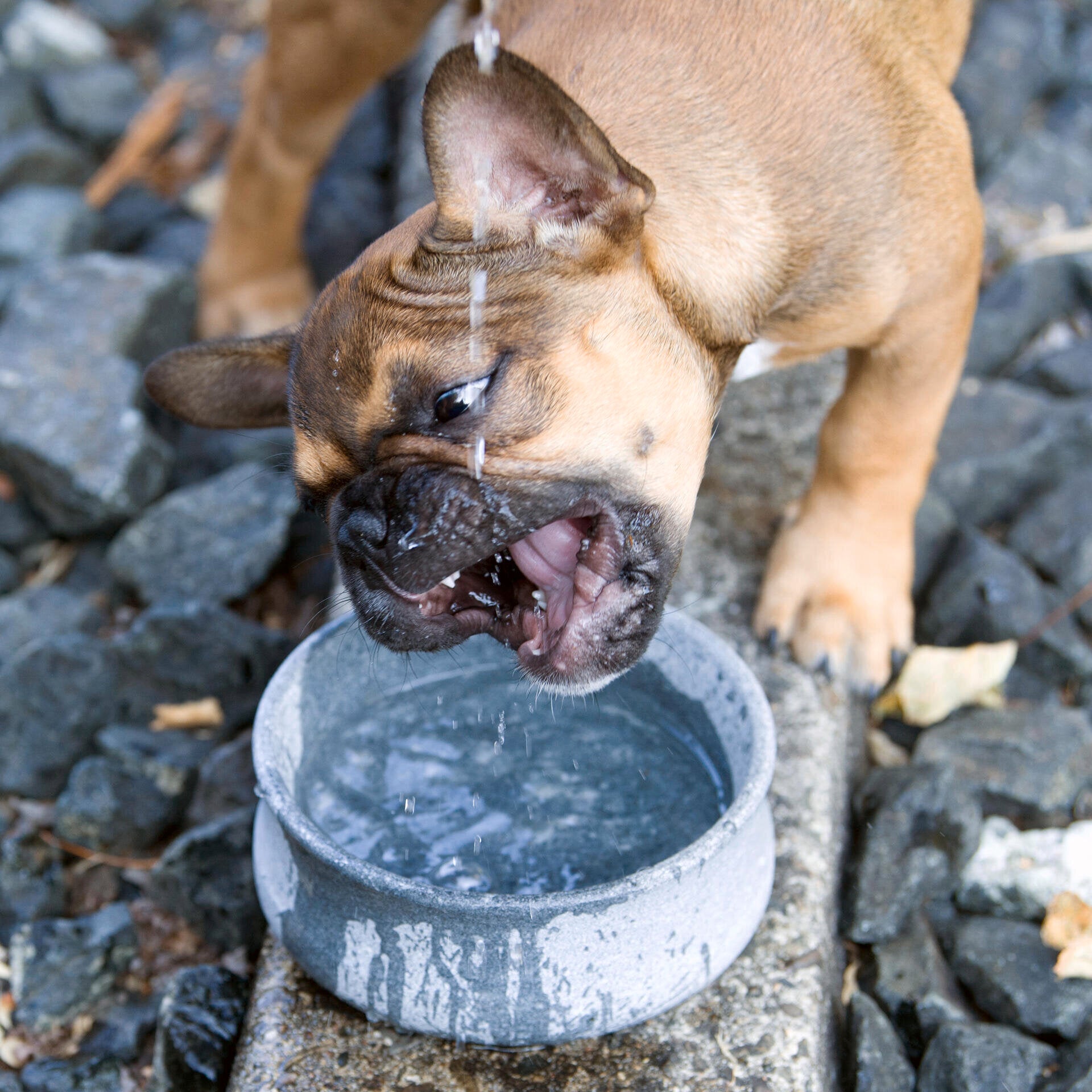 Laboni-Hundenapf-Rocky-Wasser